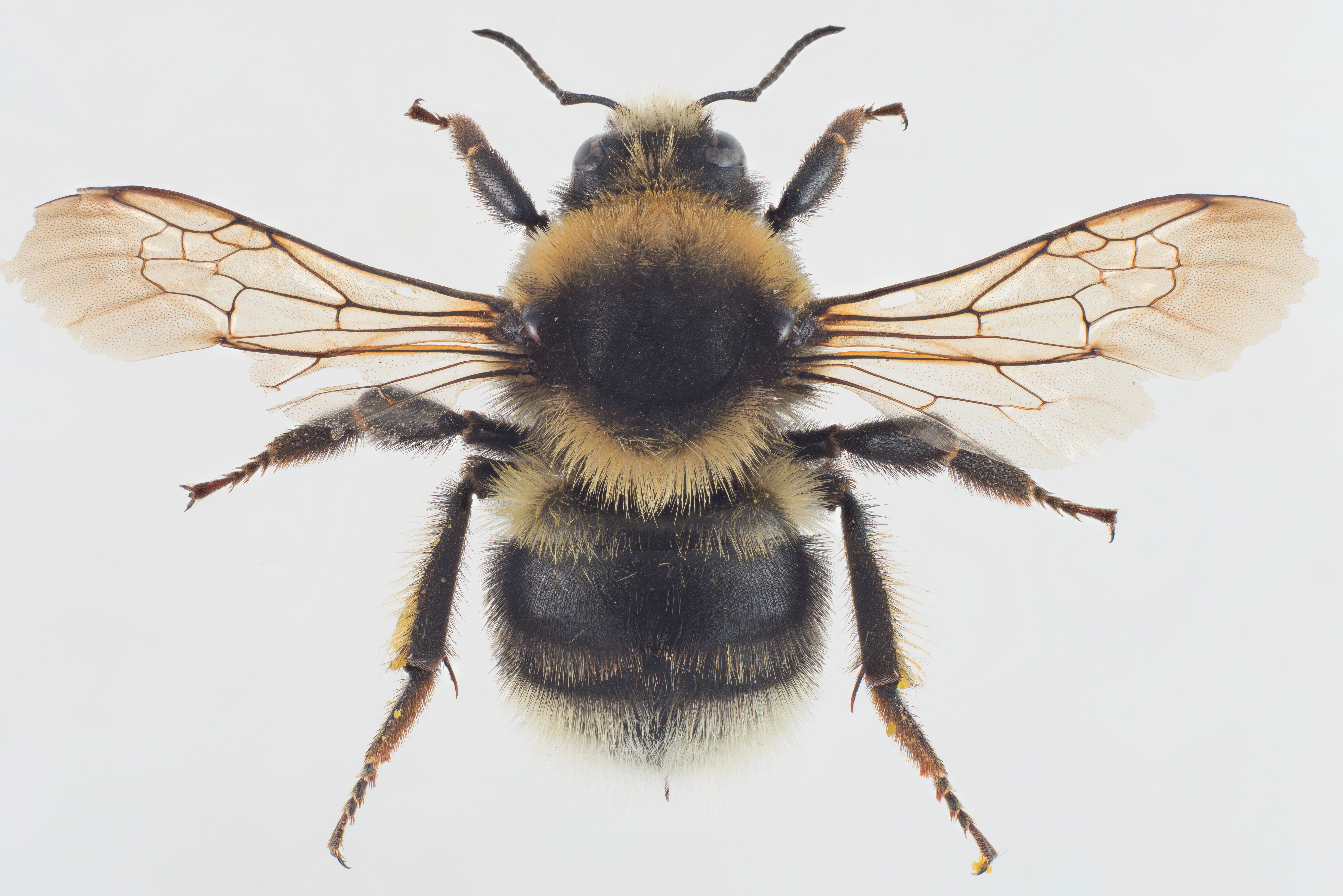 : Bombus semenoviellus.