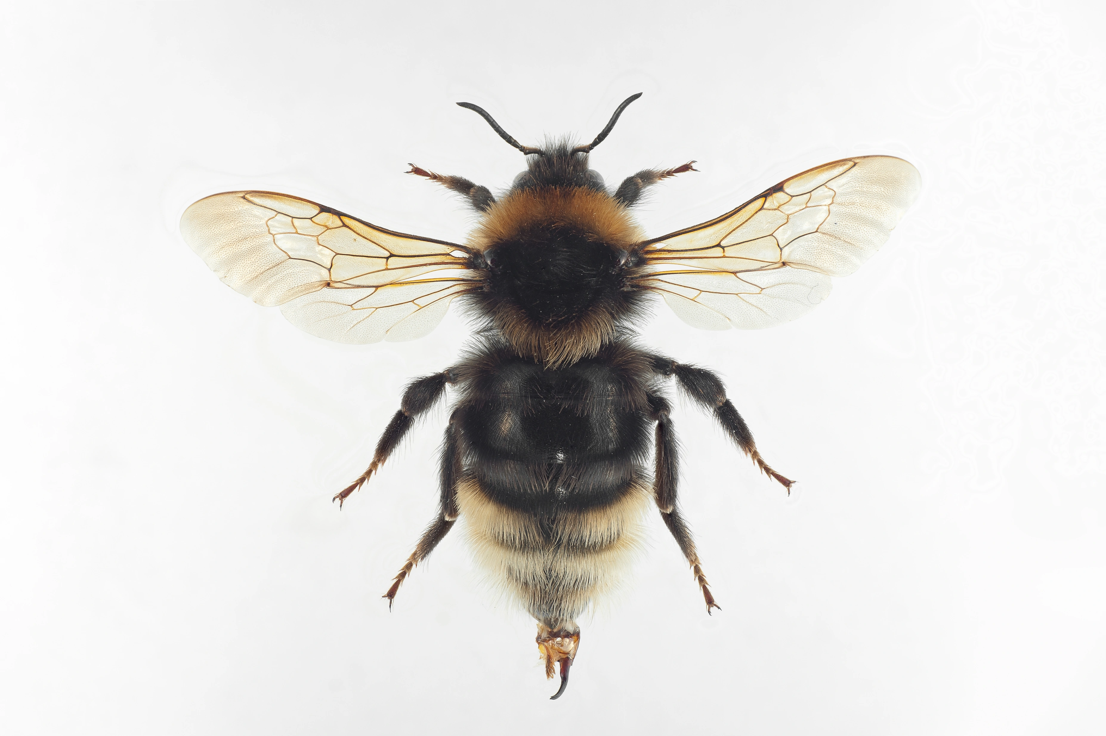 : Bombus bohemicus.