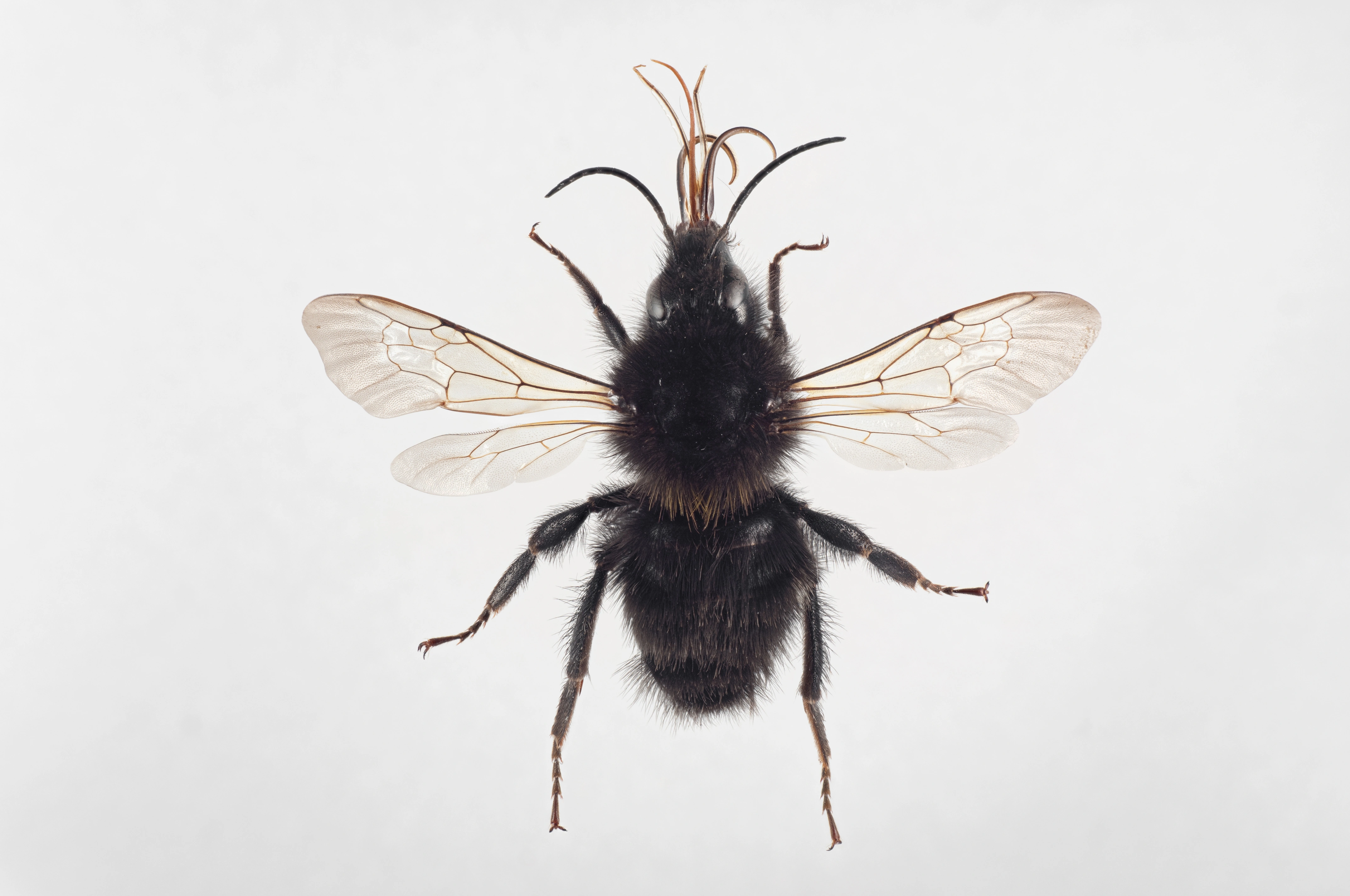 : Bombus hortorum.