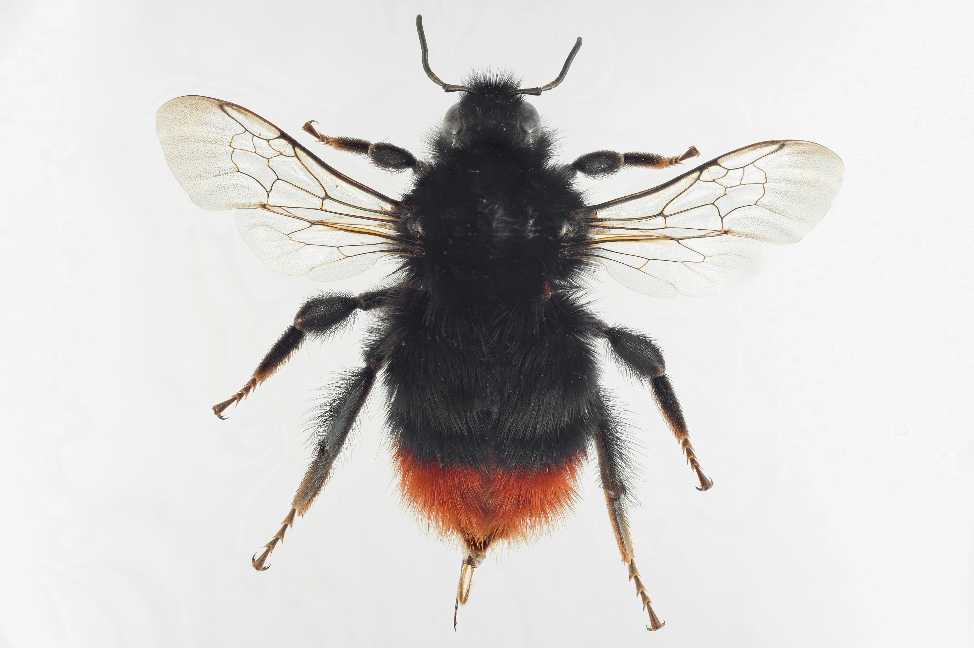 : Bombus lapidarius.