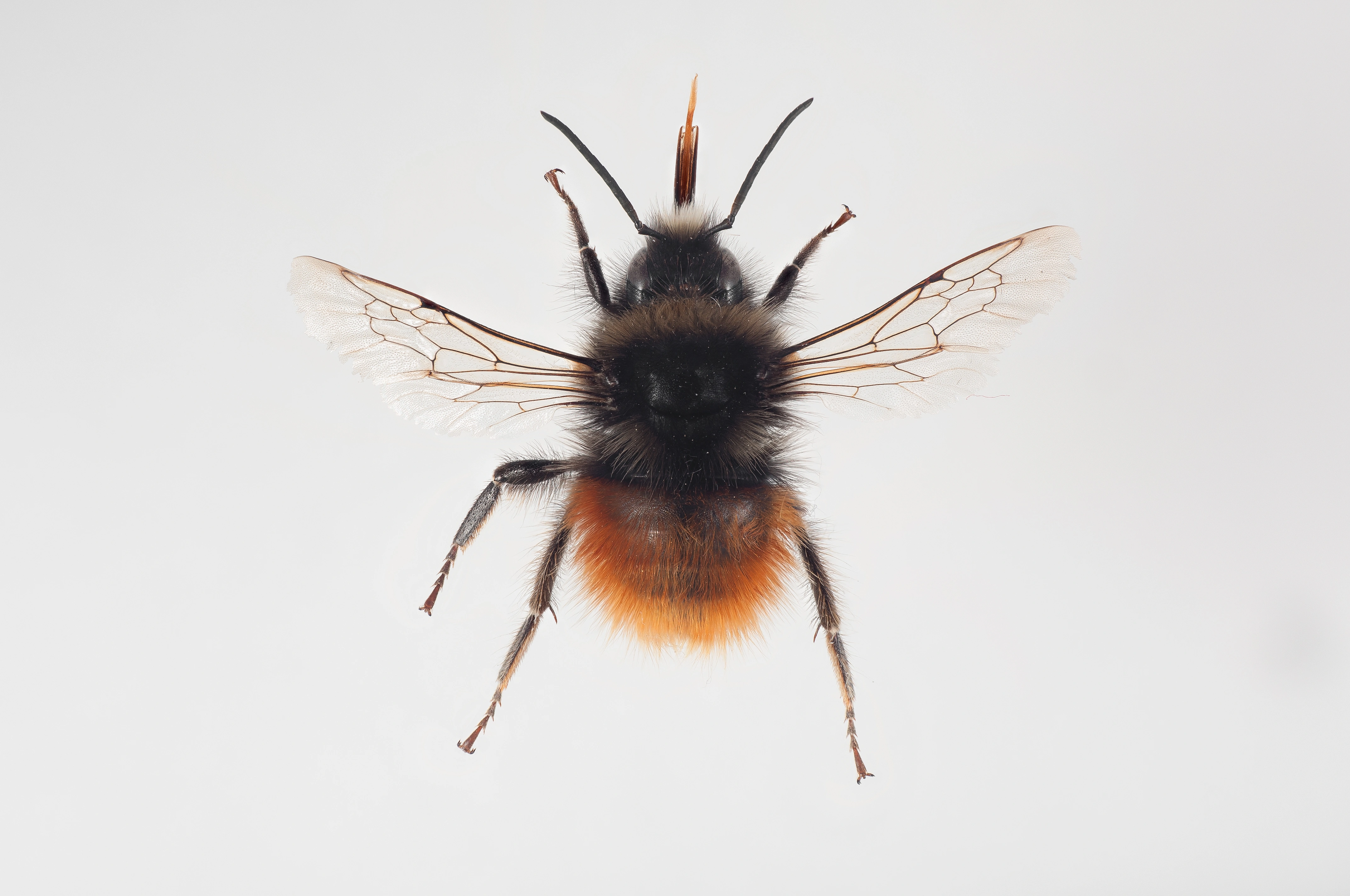 : Bombus monticola.