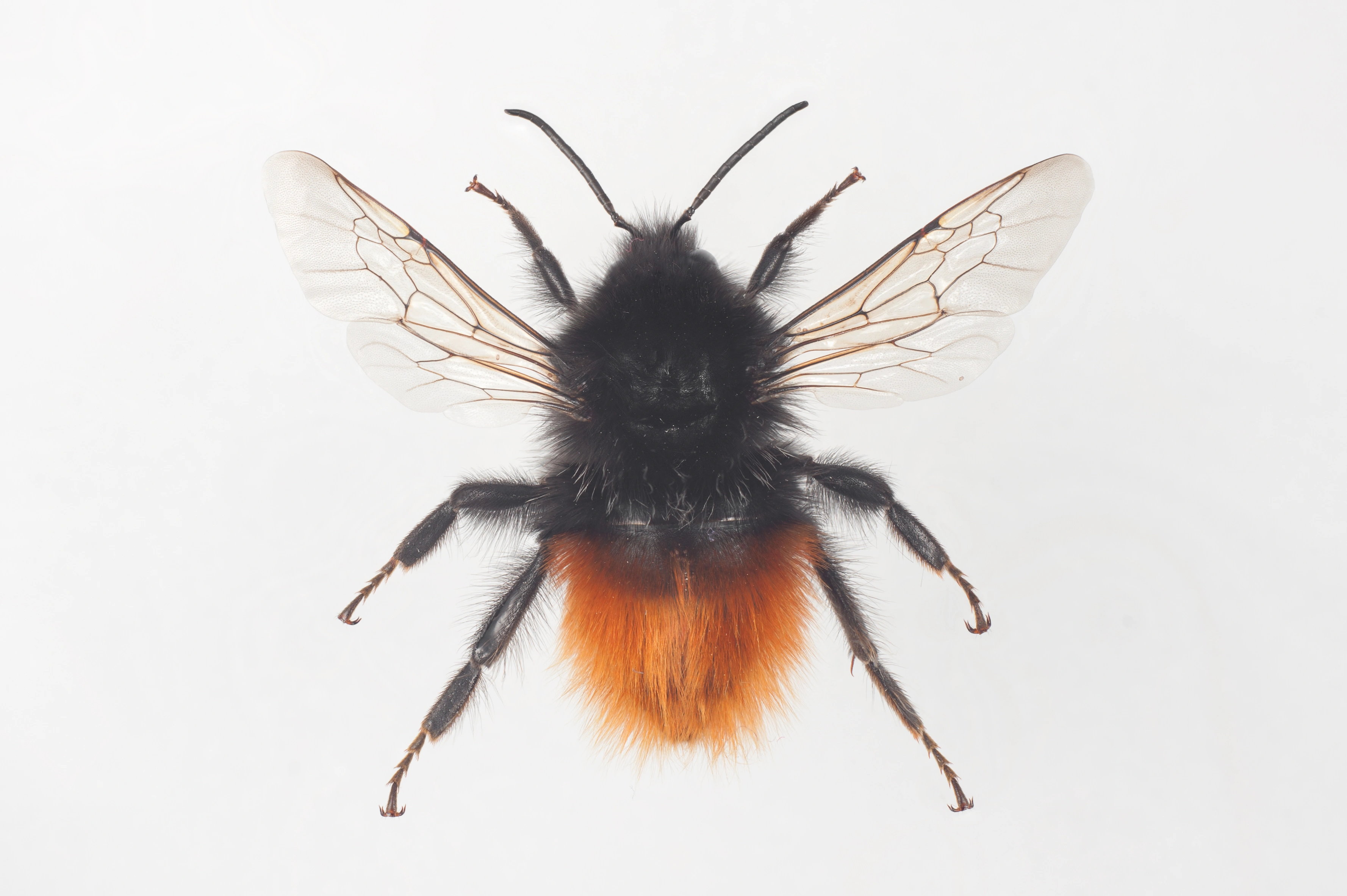 : Bombus (Alpinobombus) alpinus.