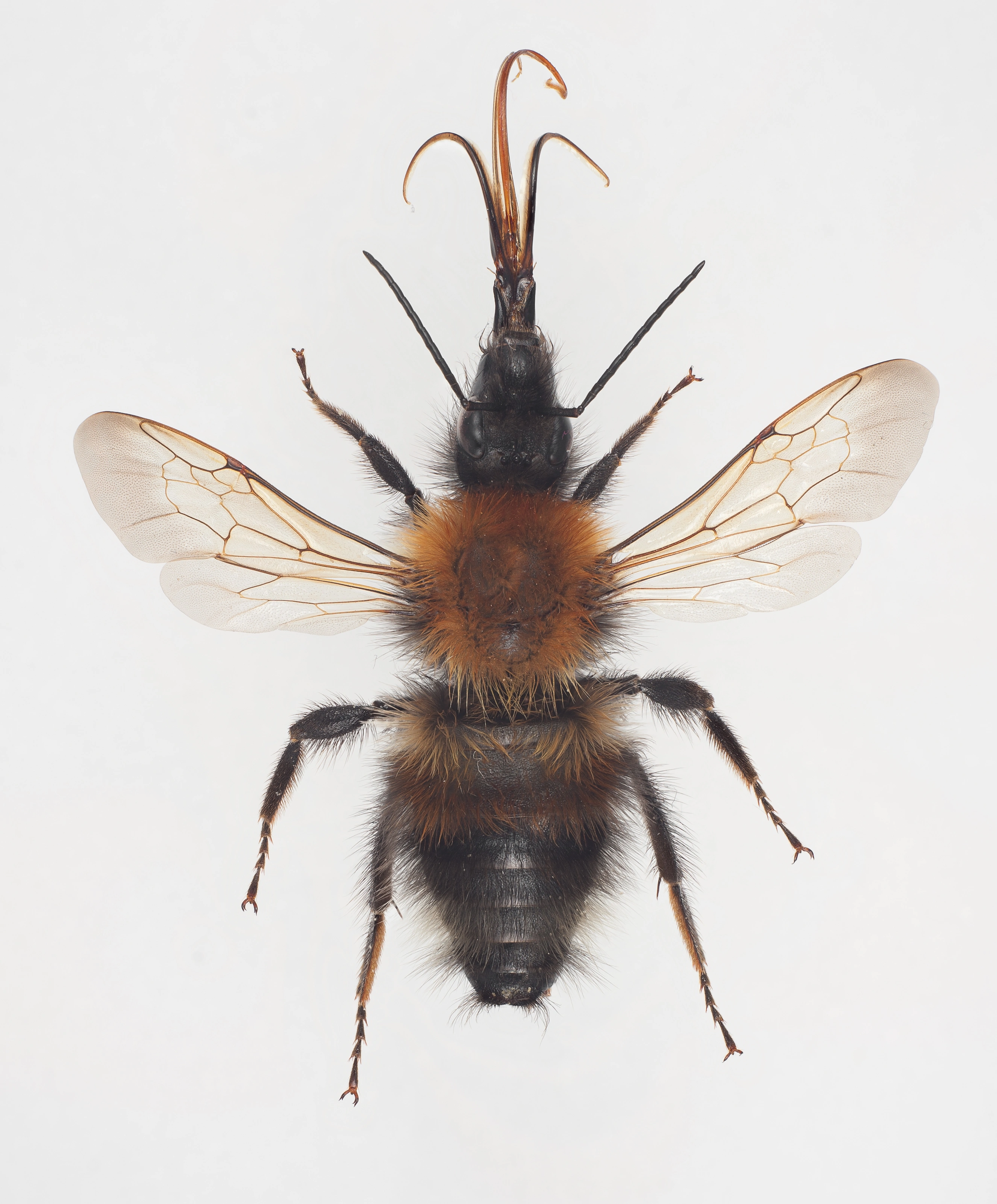 : Bombus consobrinus.