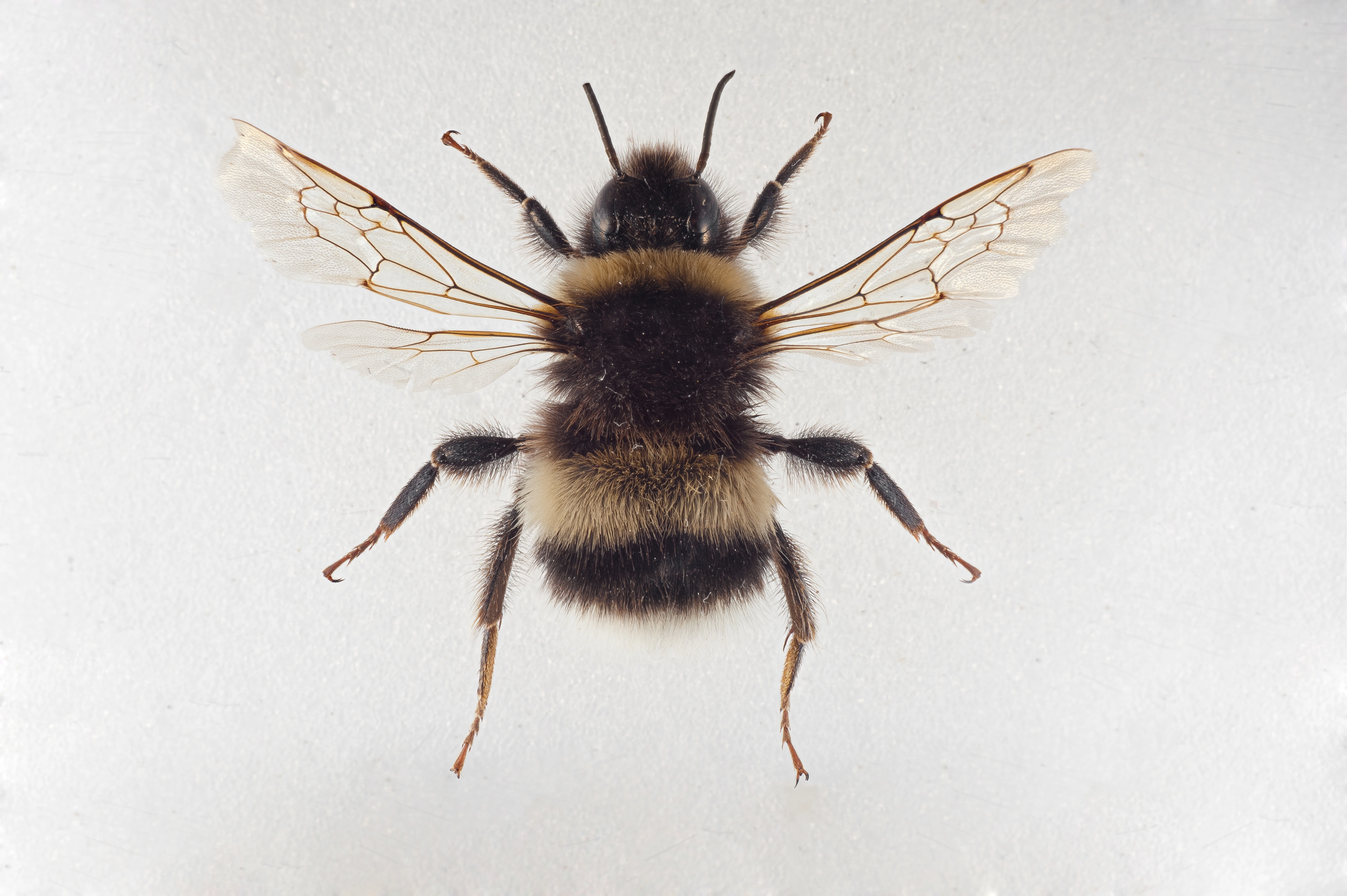 : Bombus cryptarum.