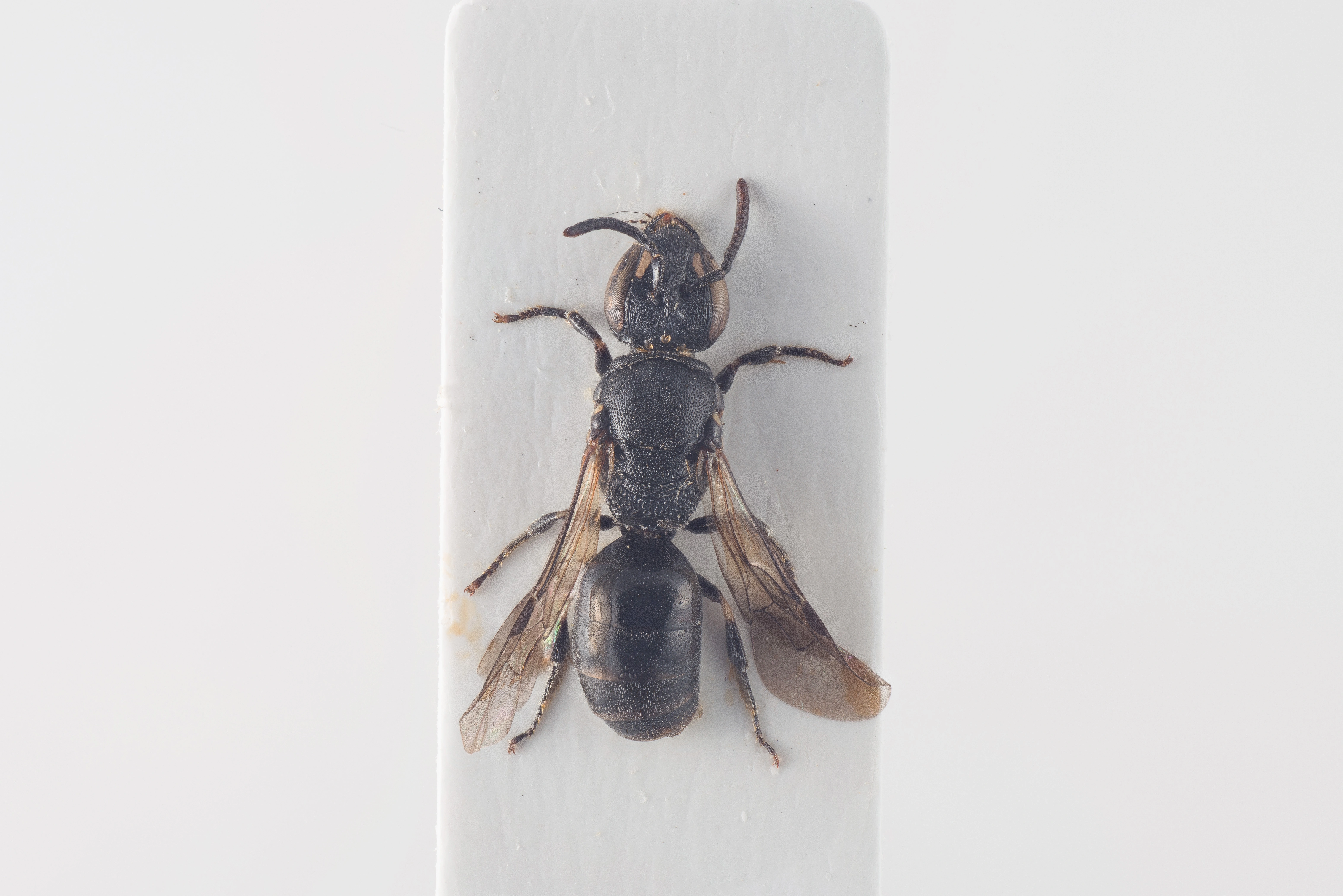 : Hylaeus angustatus.