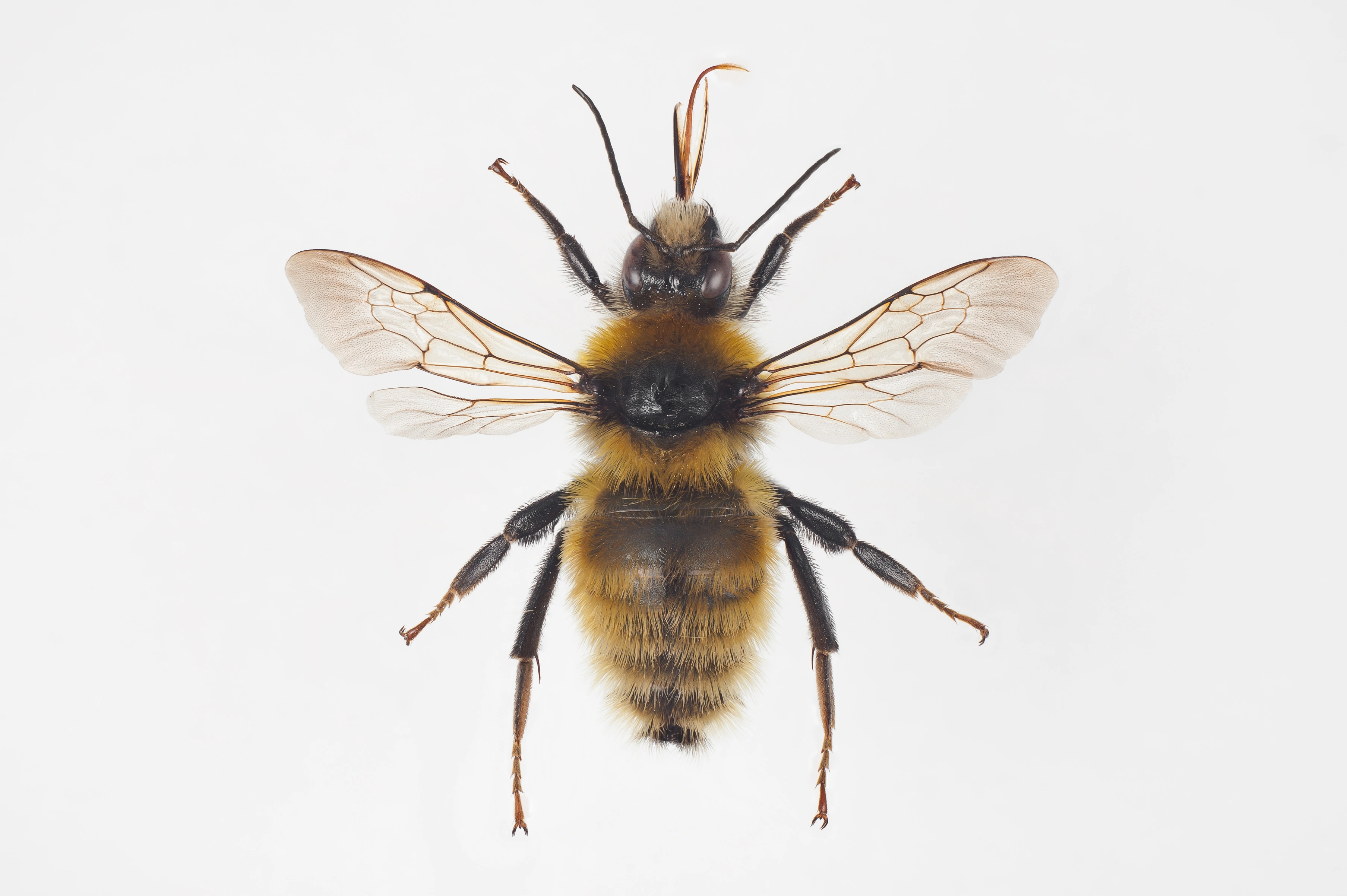 : Bombus distinguendus.