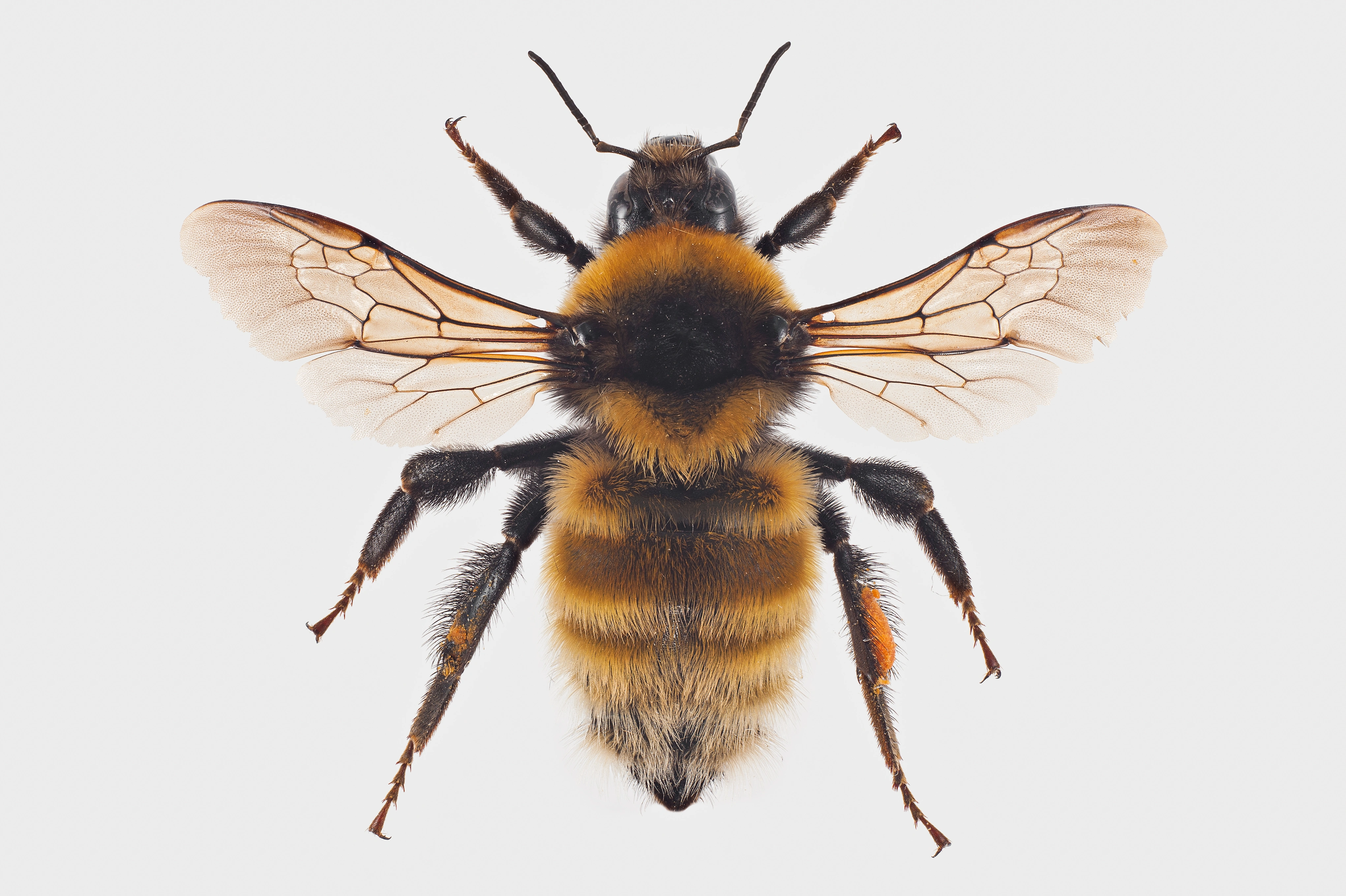 : Bombus distinguendus.