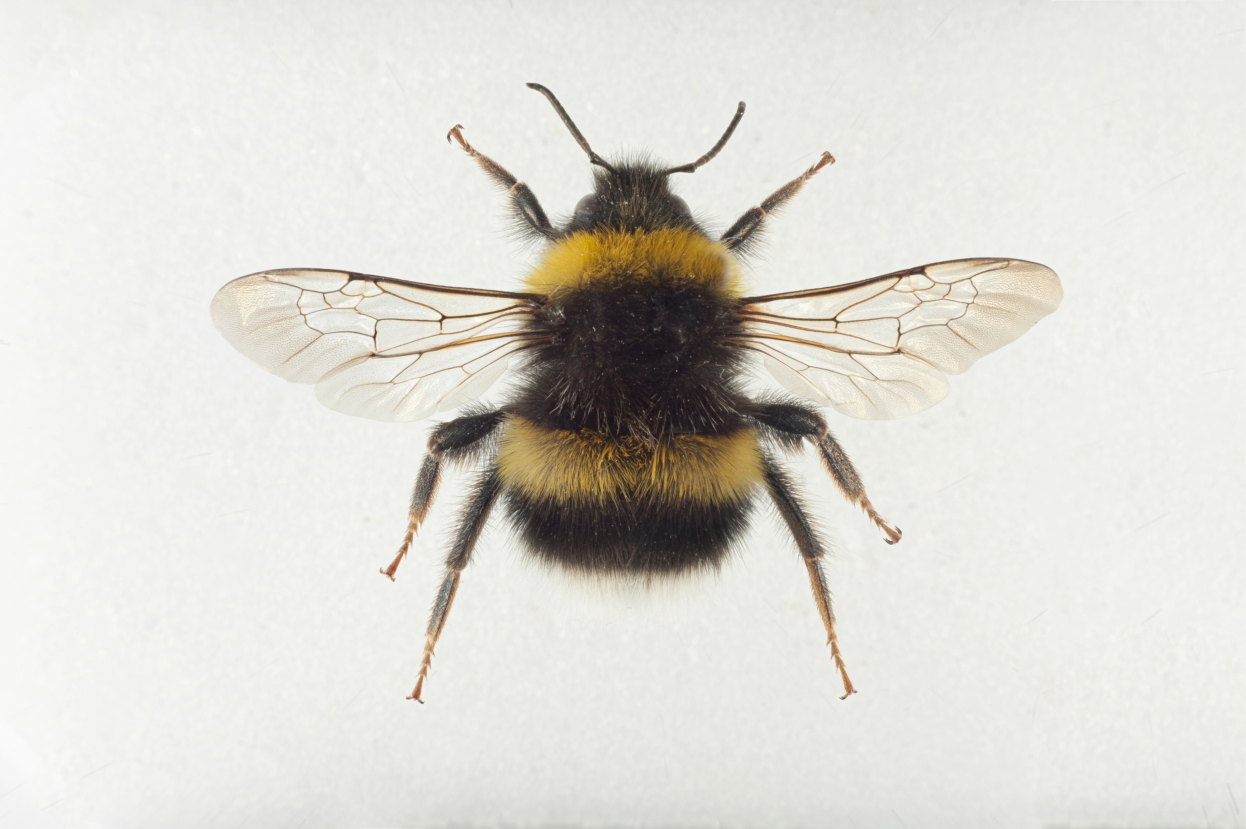 : Bombus magnus.