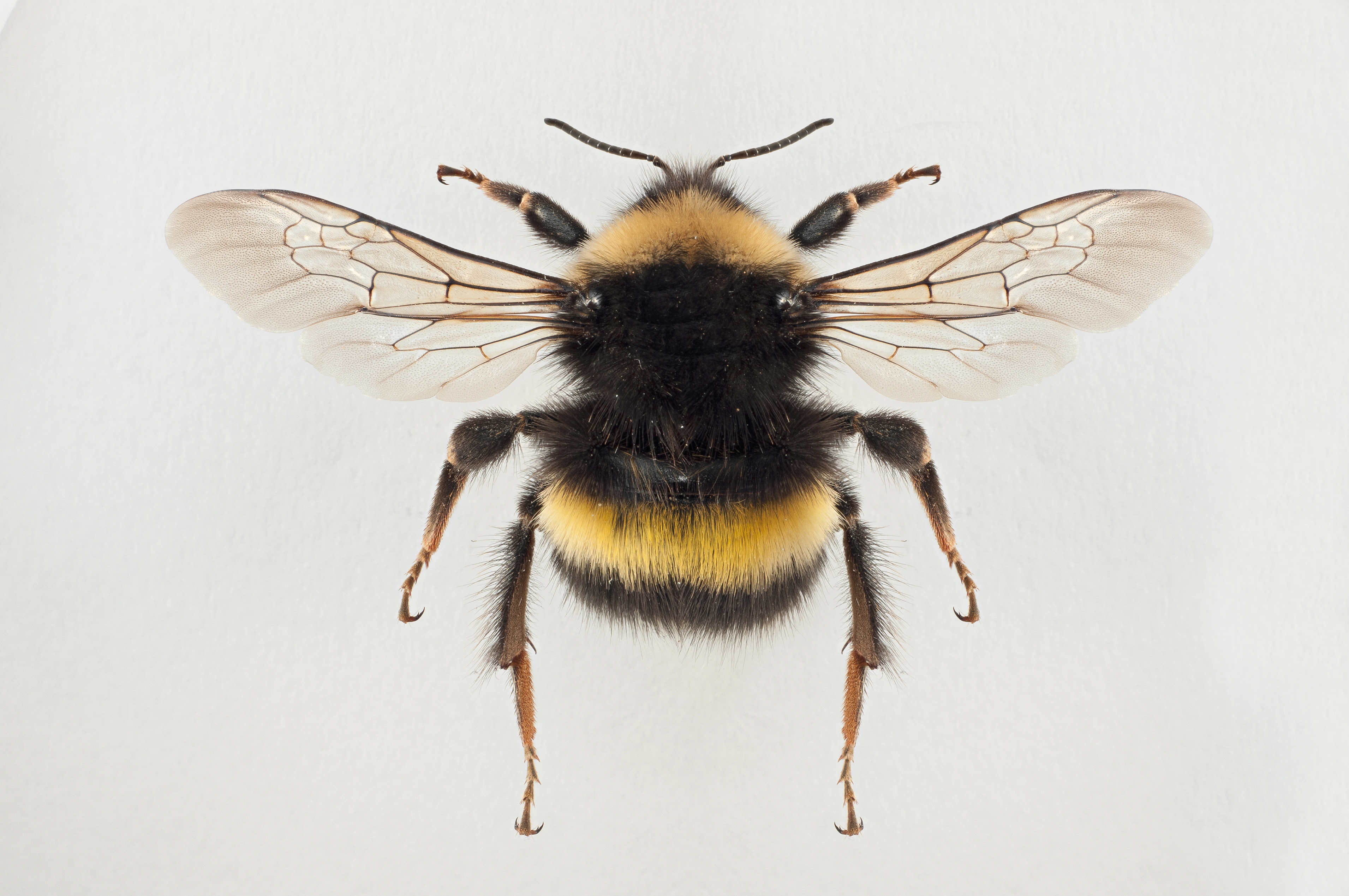 : Bombus magnus.