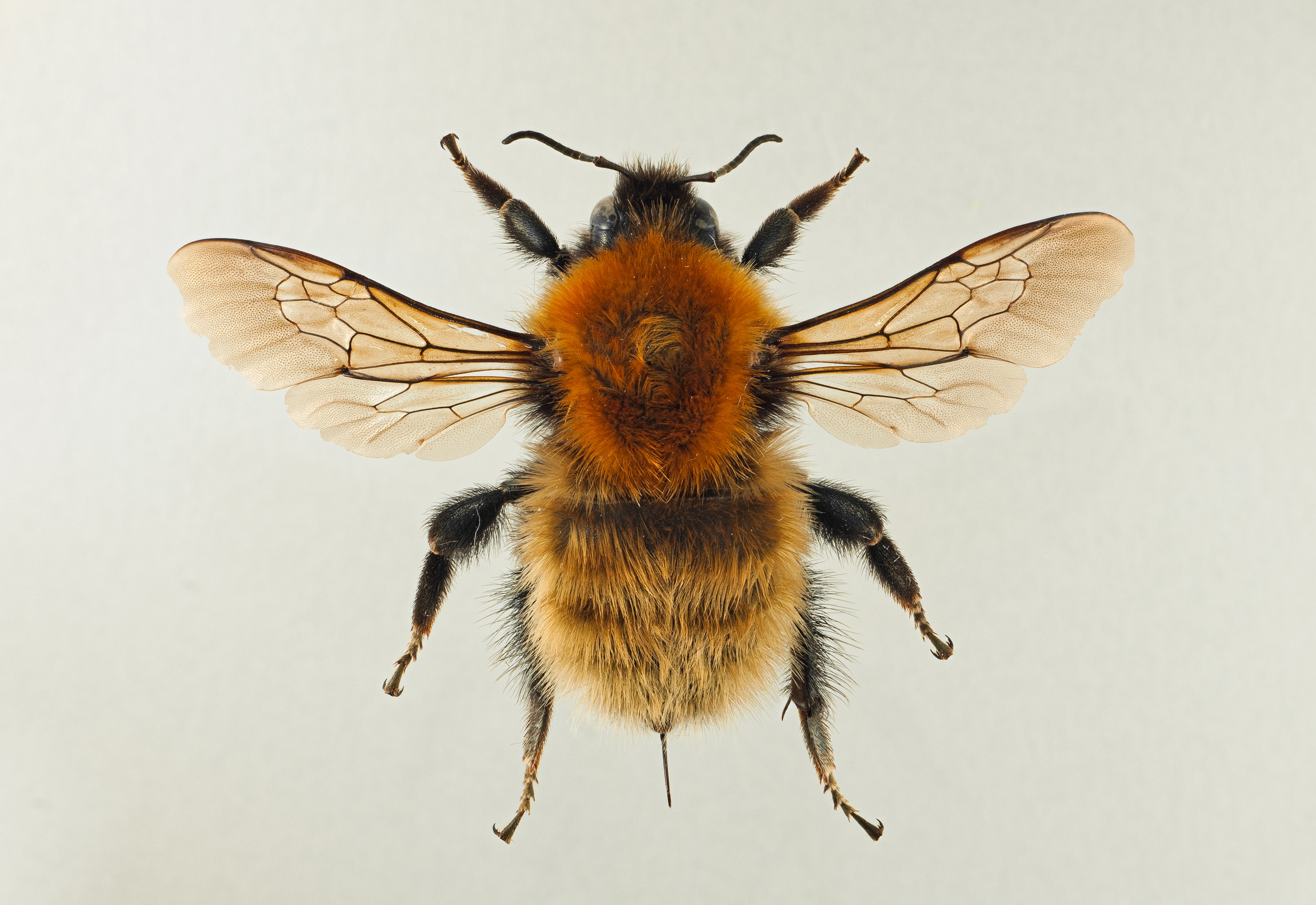 : Bombus muscorum.