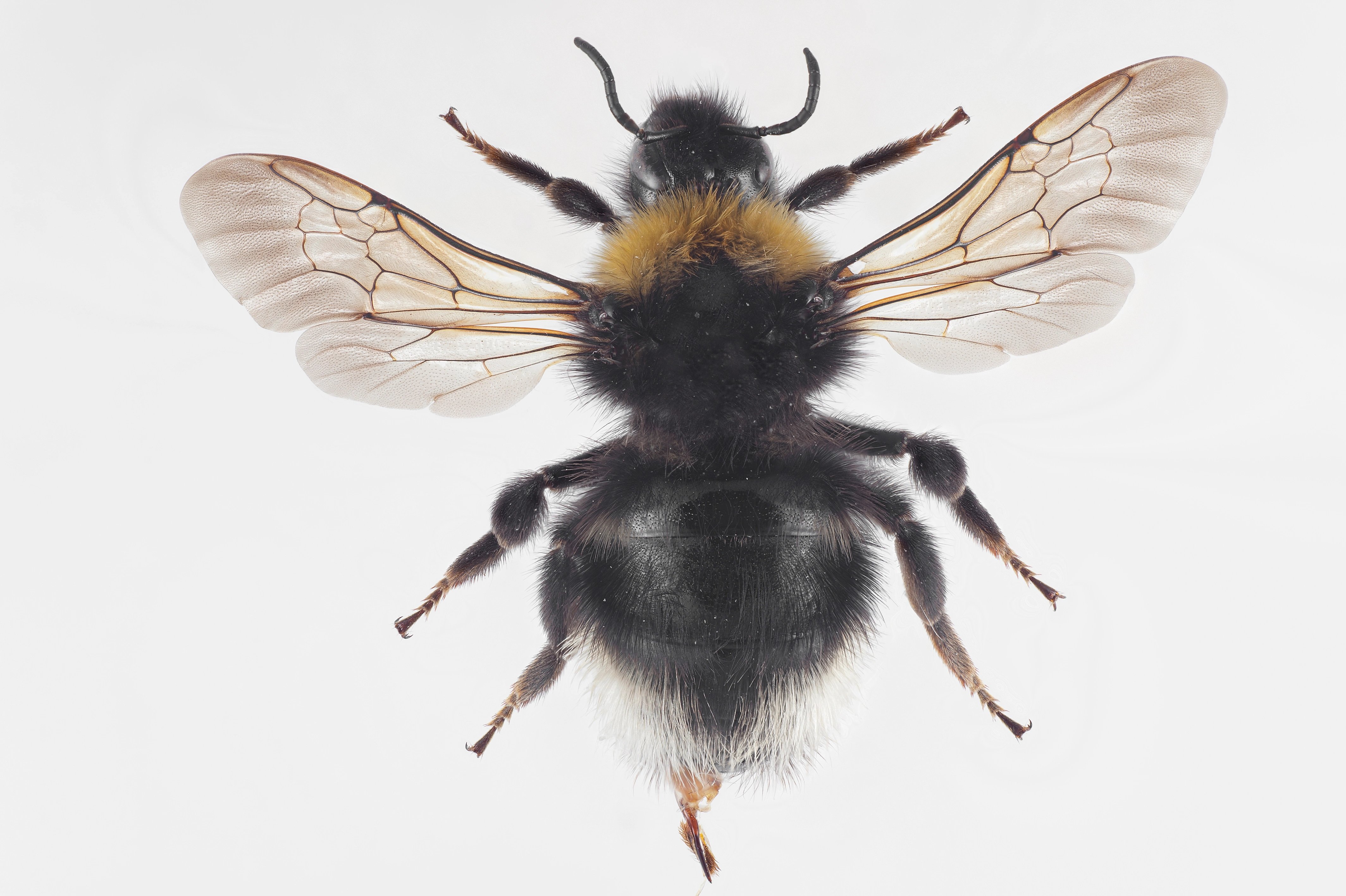 : Bombus (Psithyrus) norvegicus.