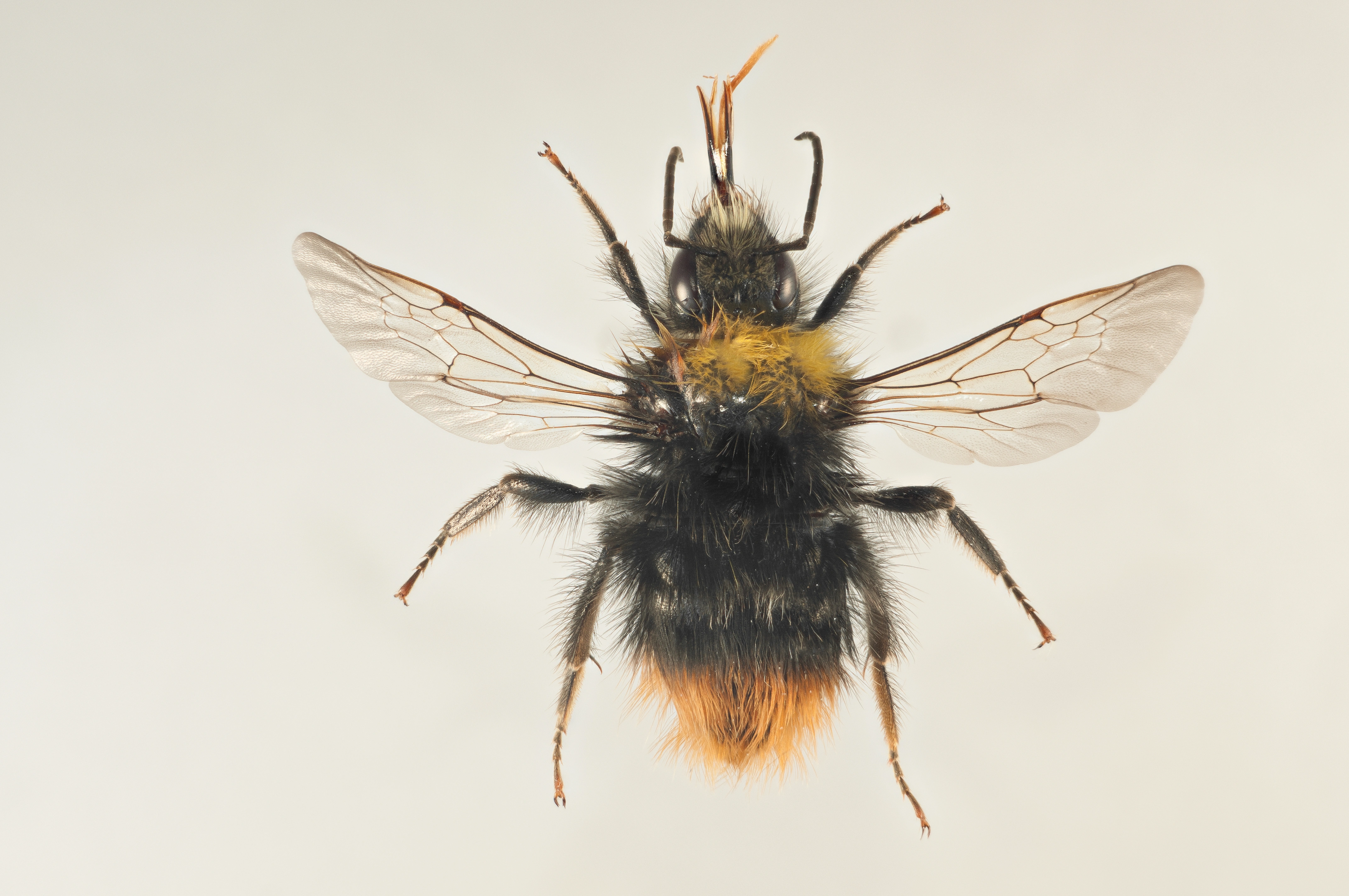 : Bombus pratorum.