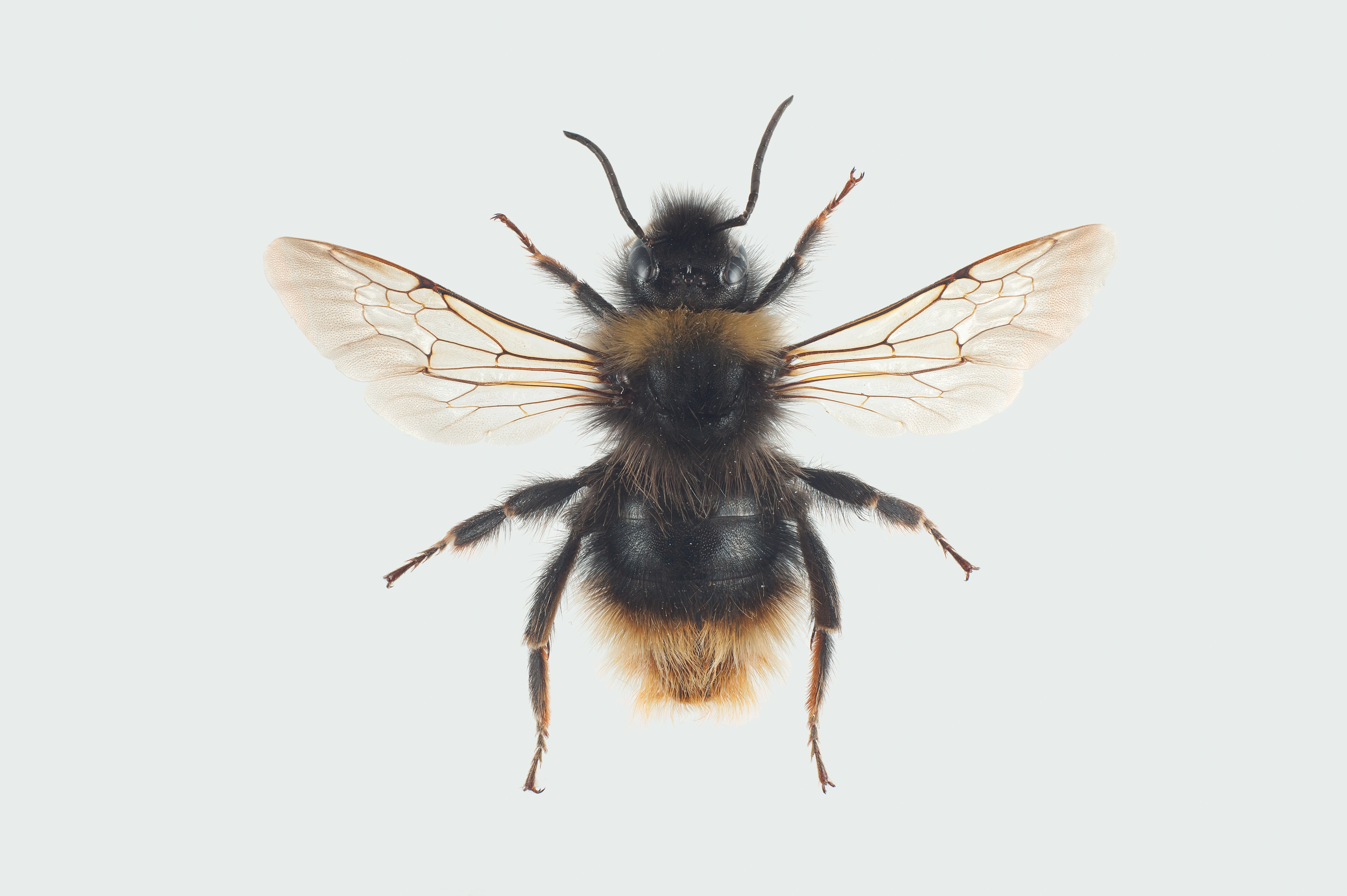 : Bombus (Psithyrus) quadricolor.