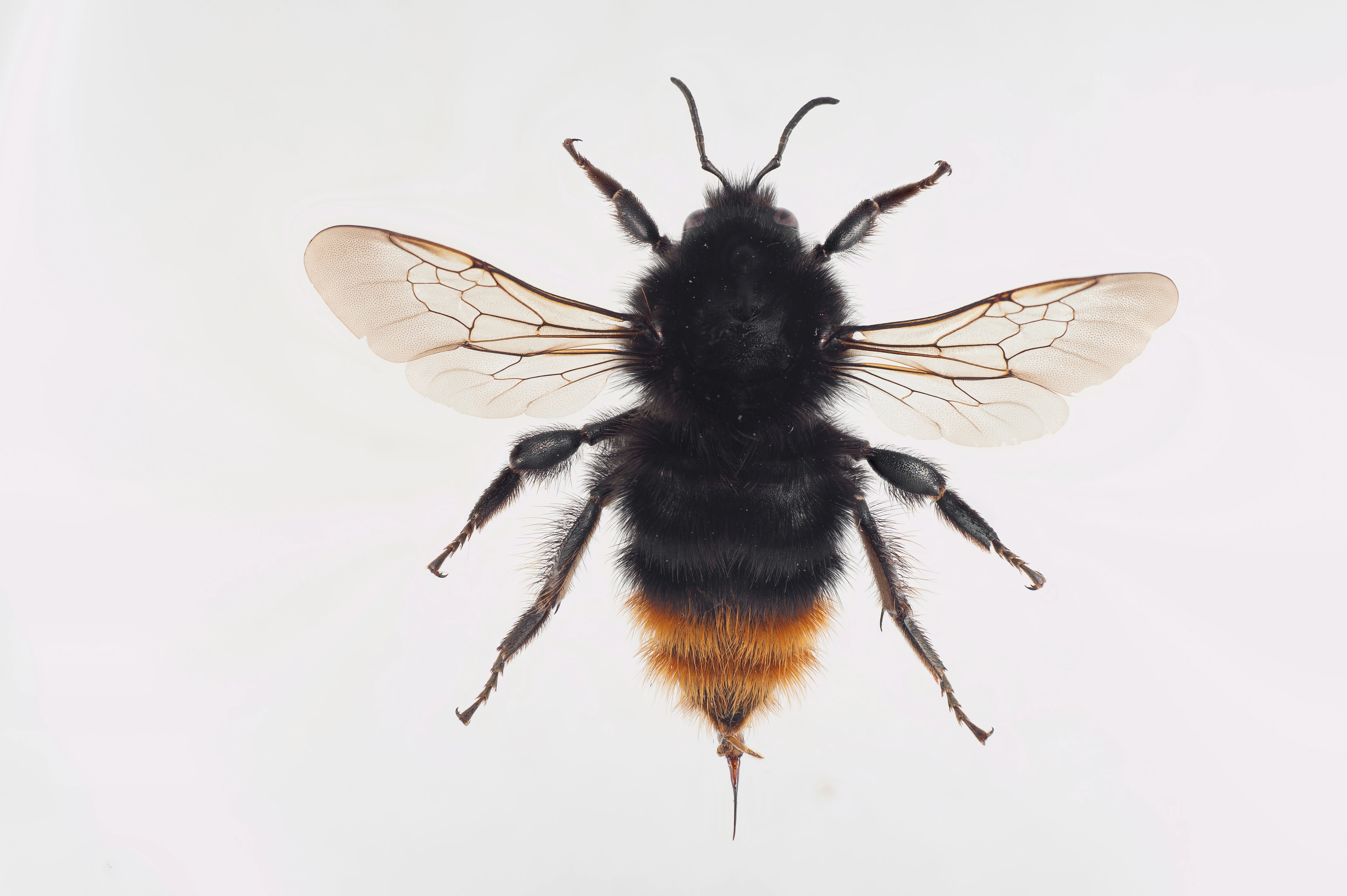 : Bombus (Thoracobombus) ruderarius.