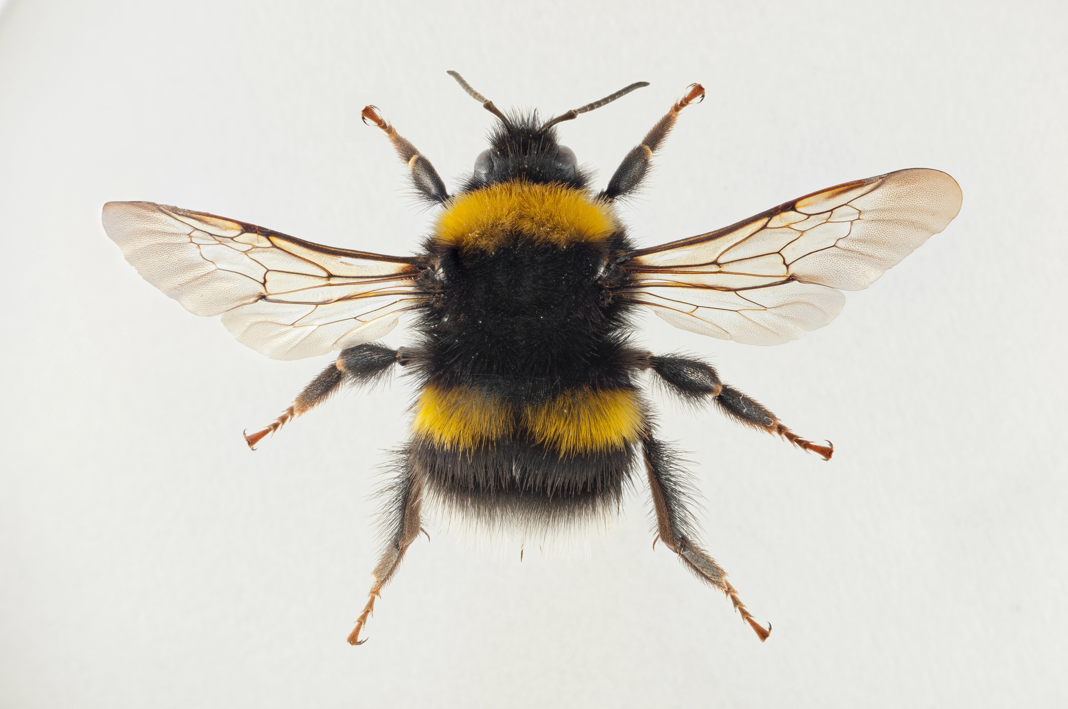 : Bombus soroeensis.