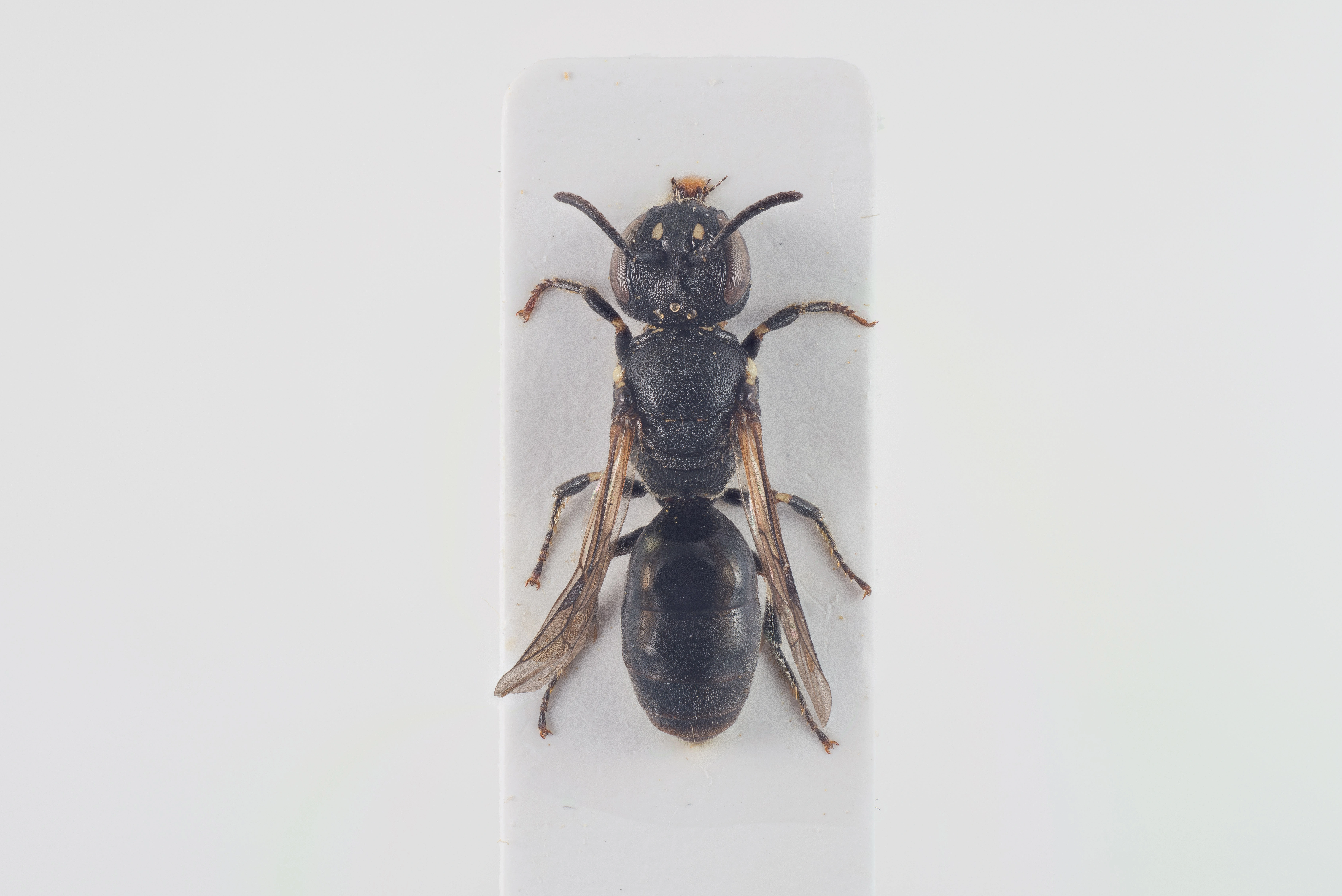 : Hylaeus dilatatus.