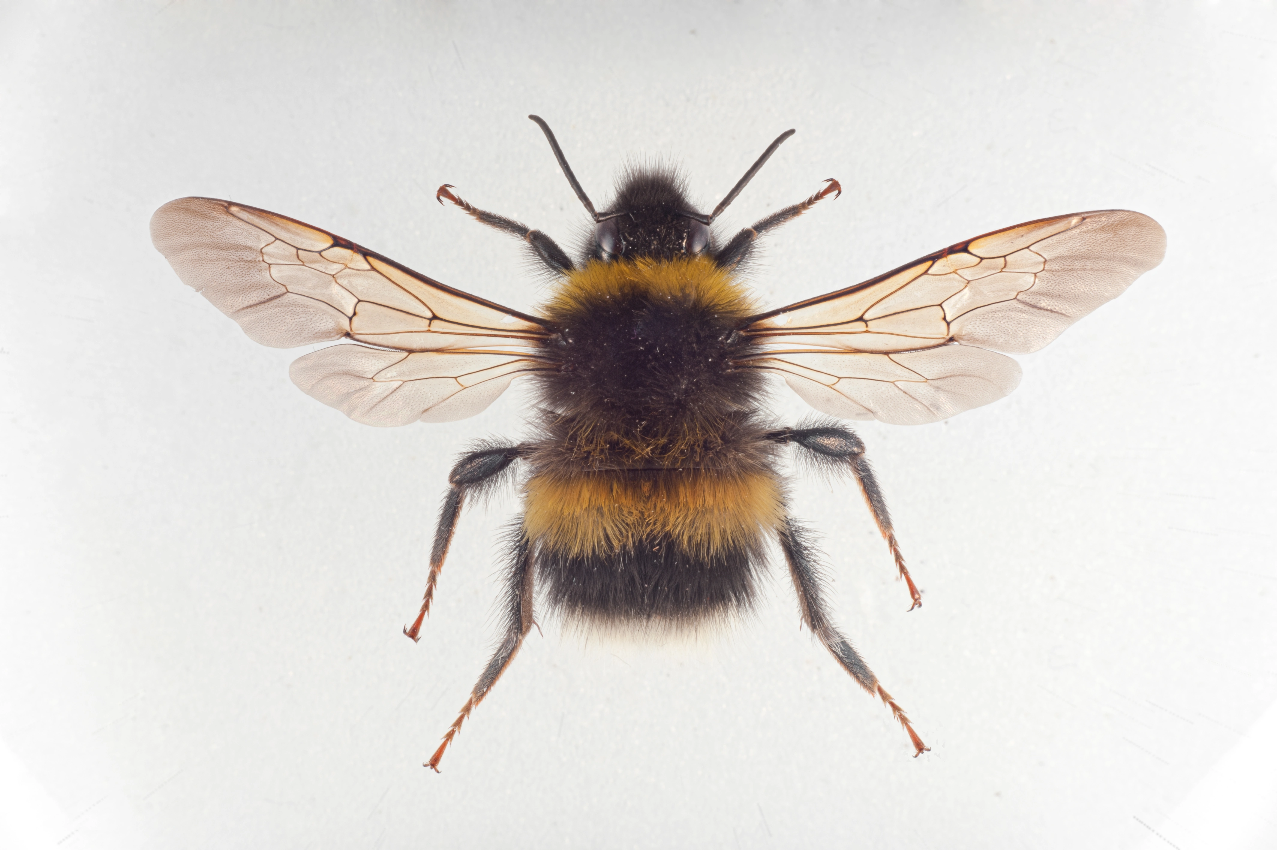 : Bombus (Bombus s. str.) sporadicus.