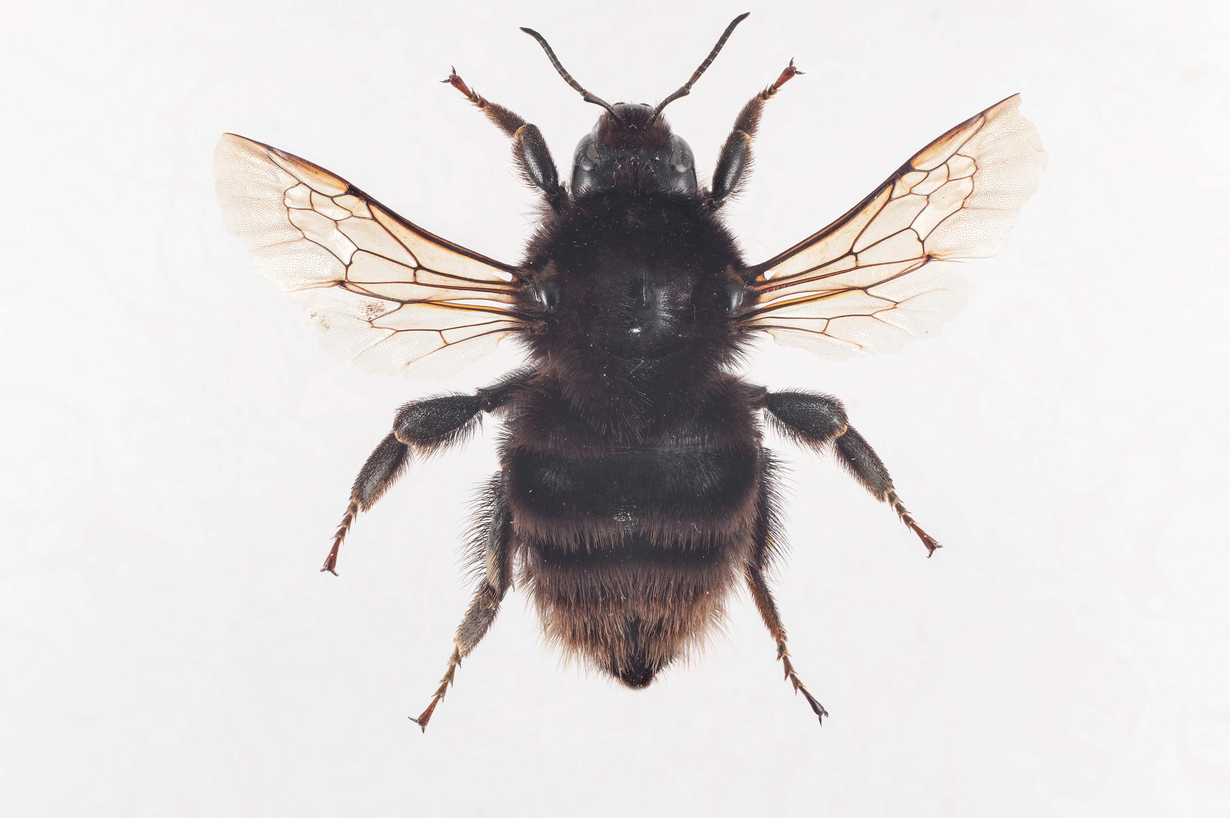 : Bombus (Subterraneobombus) subterraneus.