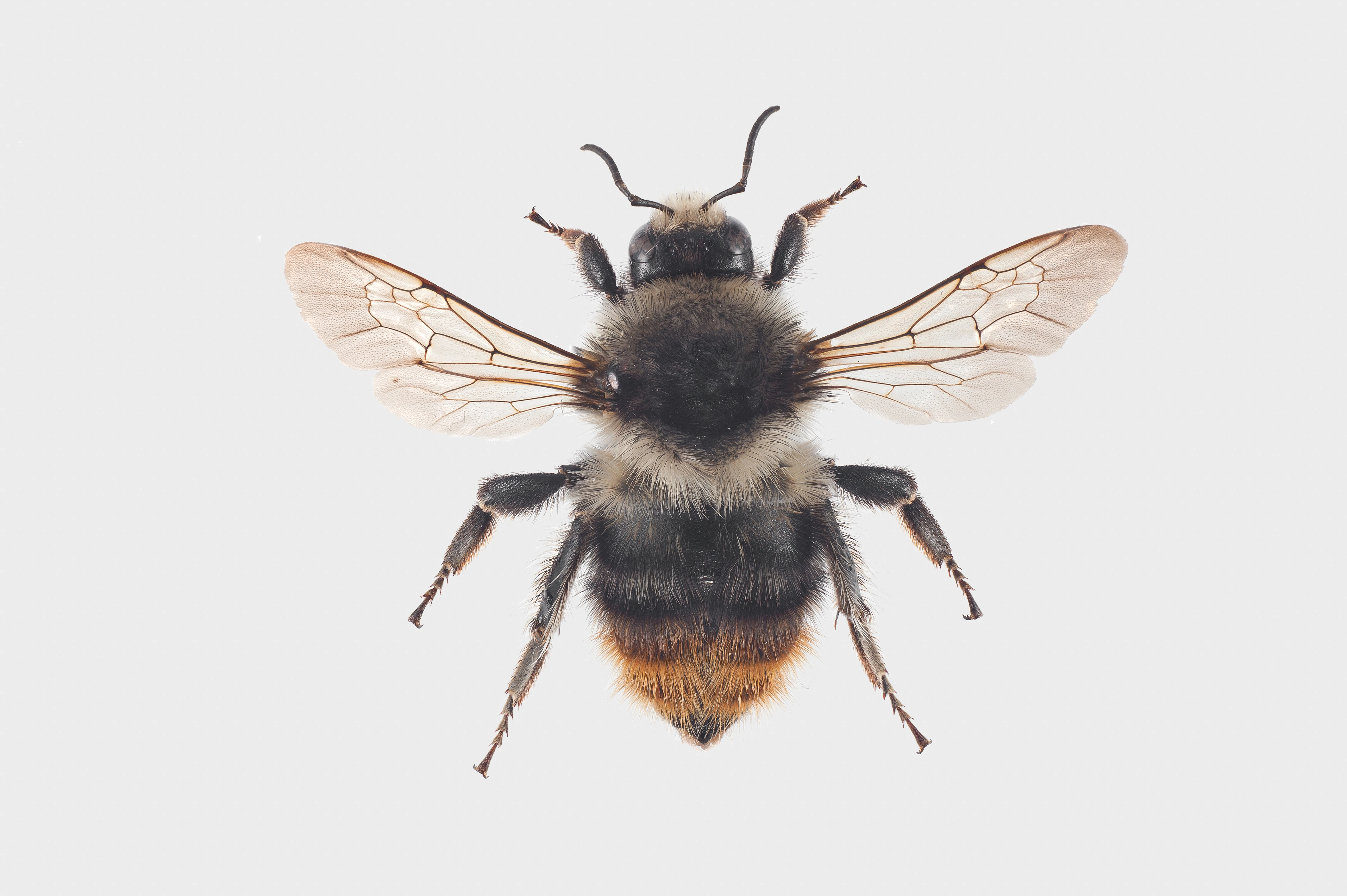 : Bombus sylvarum.