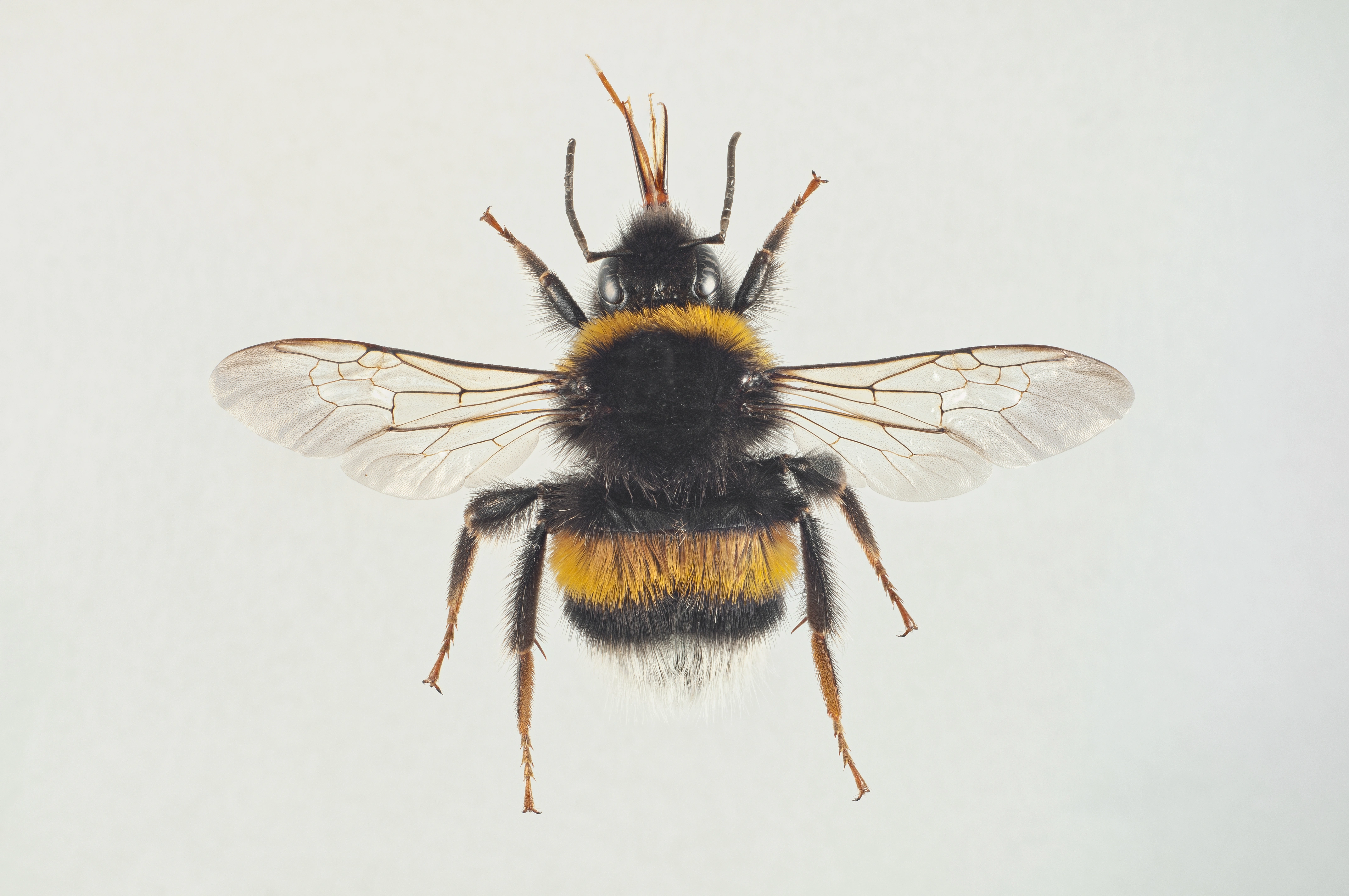 : Bombus (Bombus s. str.) terrestris.