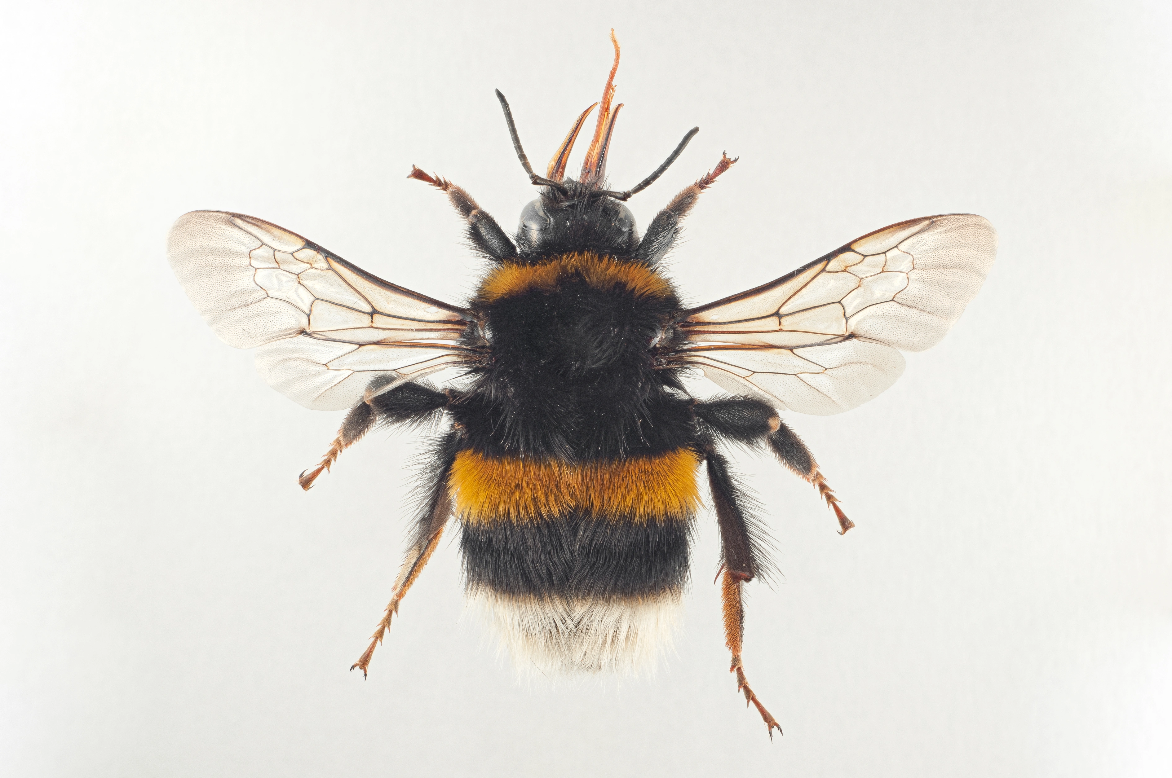 : Bombus terrestris.