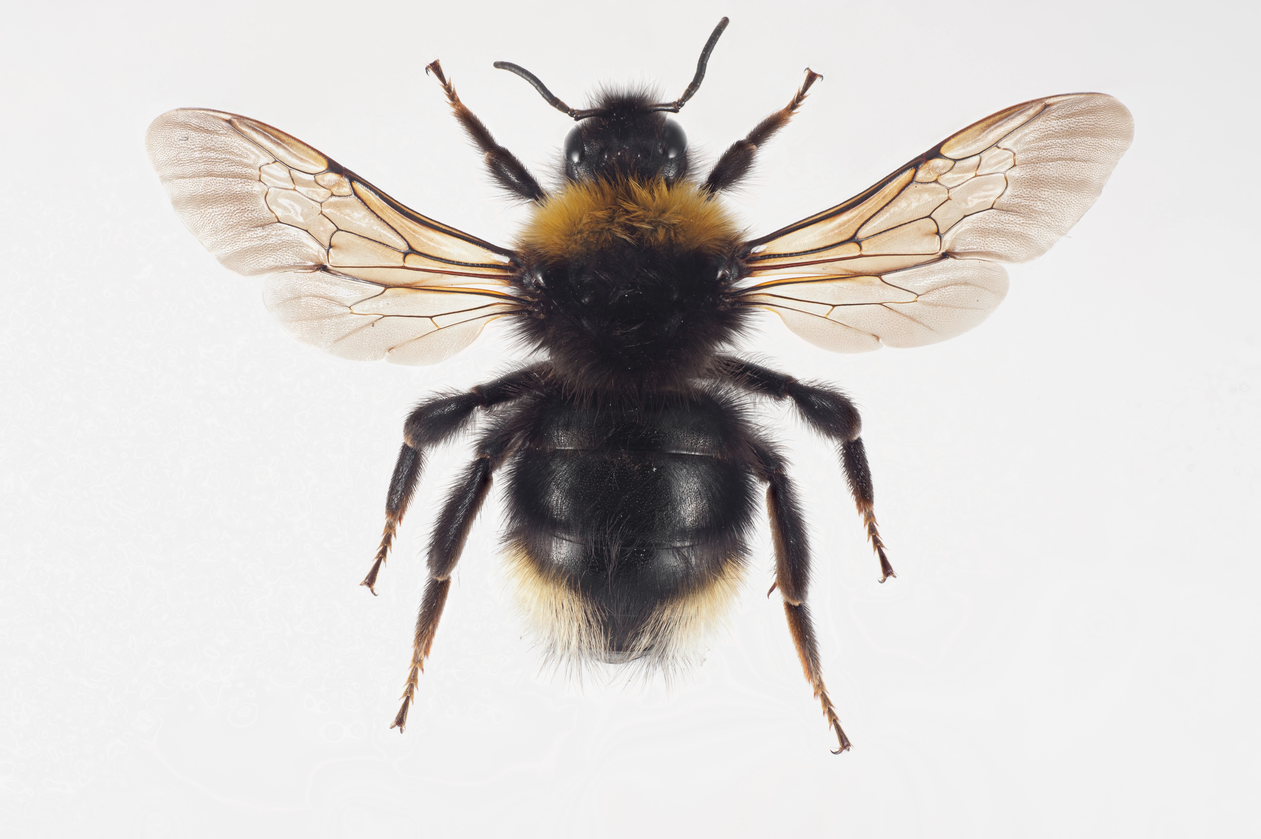 : Bombus vestalis.