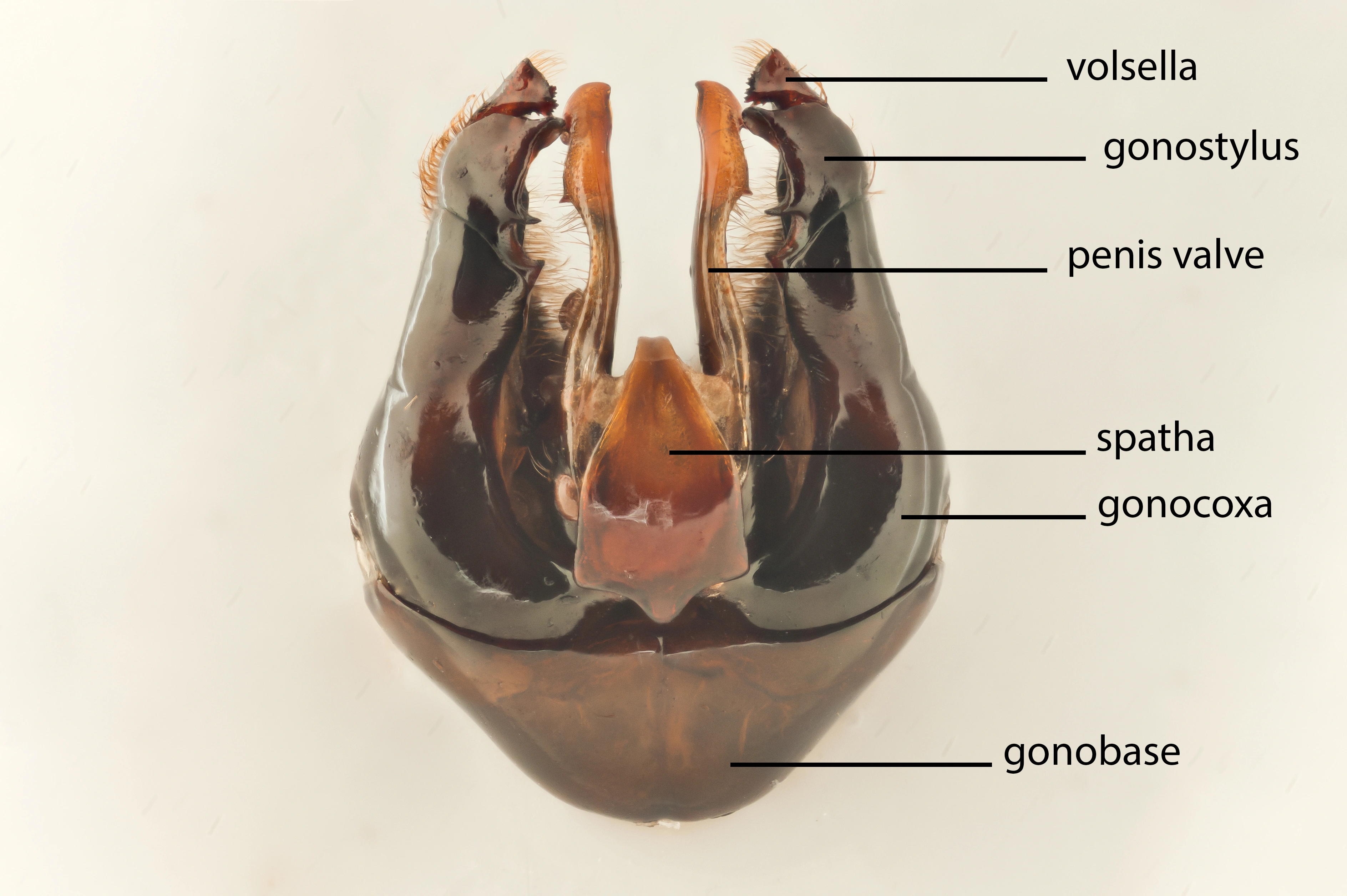 : Bombus. : Bombus (Alpinobombus) balteatus.