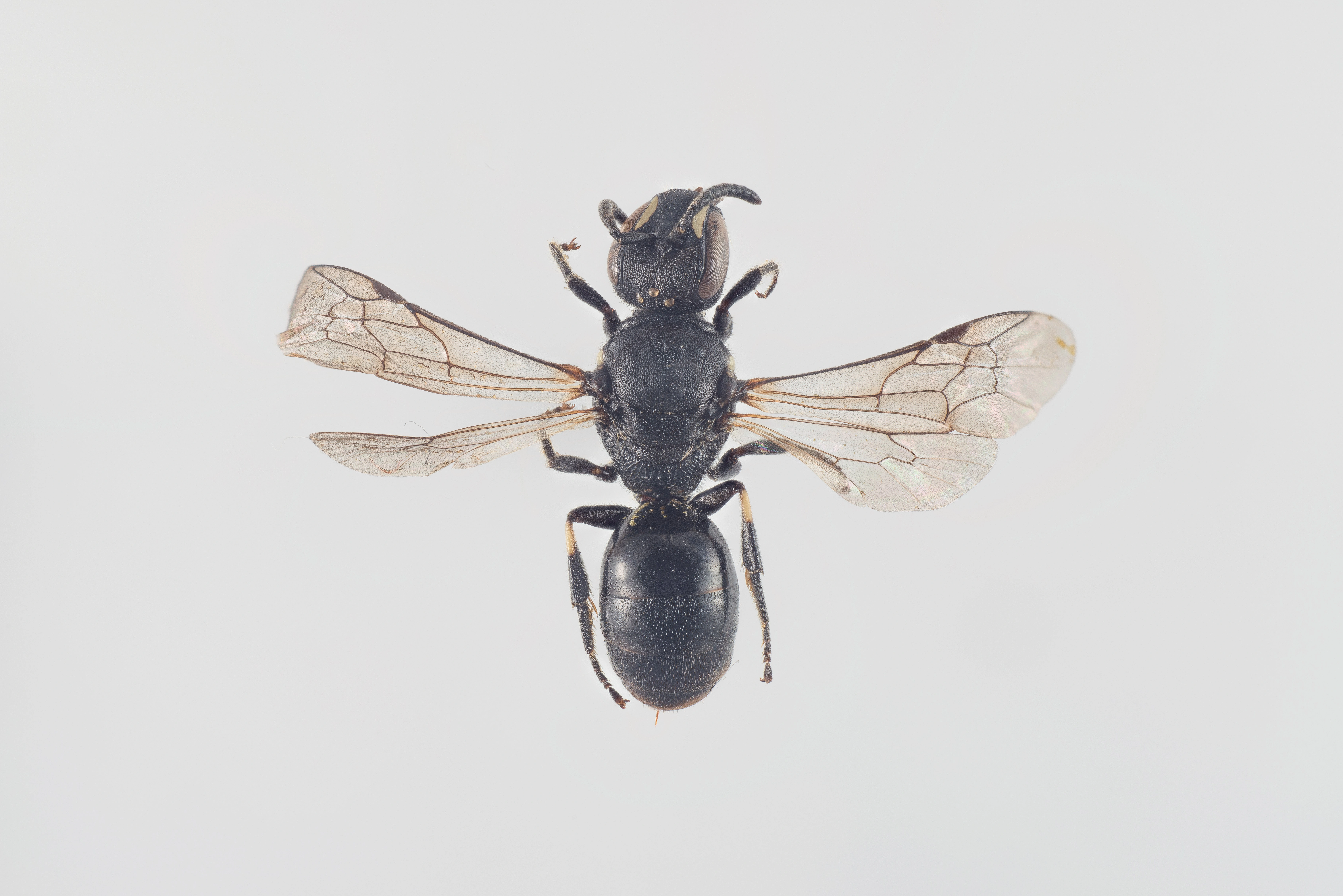 : Hylaeus annulatus.