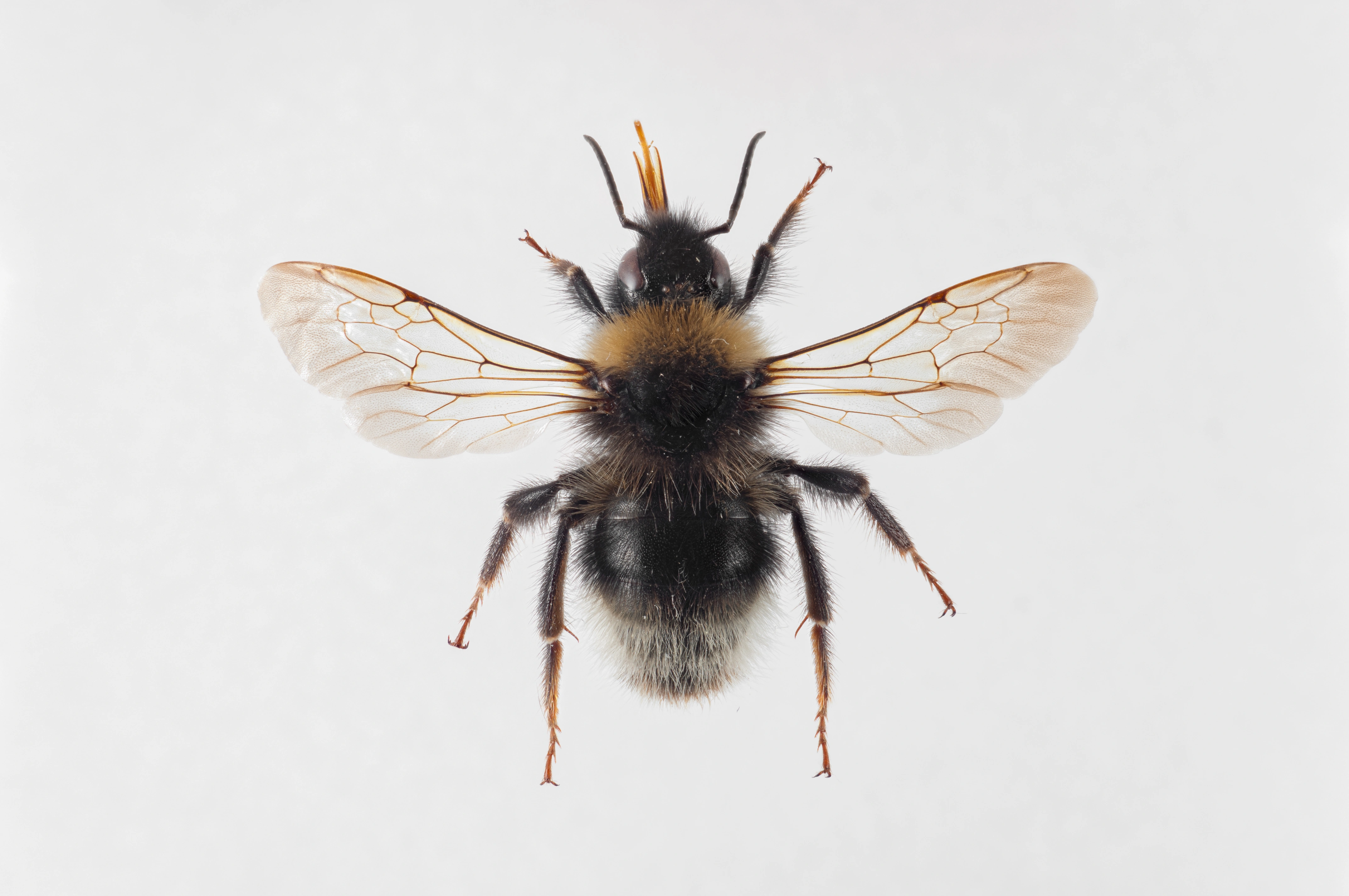 : Bombus (Psithyrus) sylvestris.