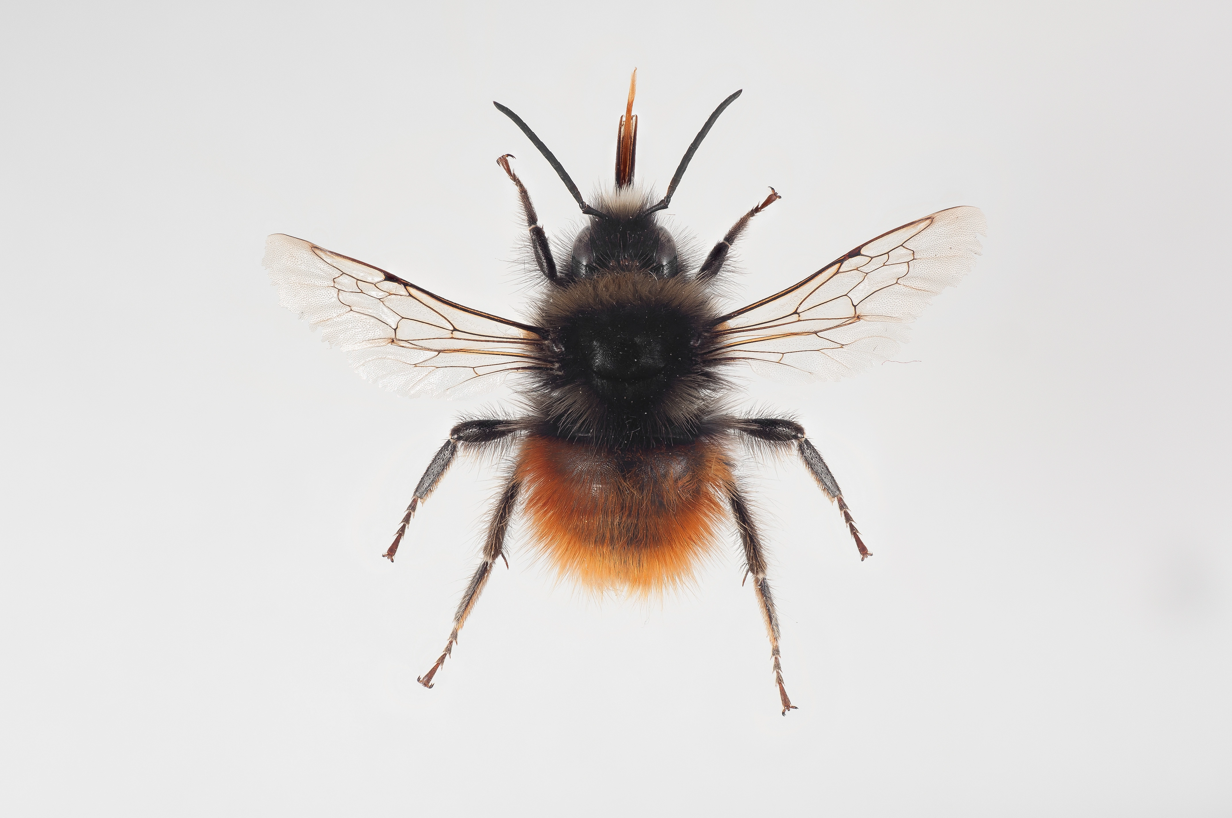 : Bombus monticola.