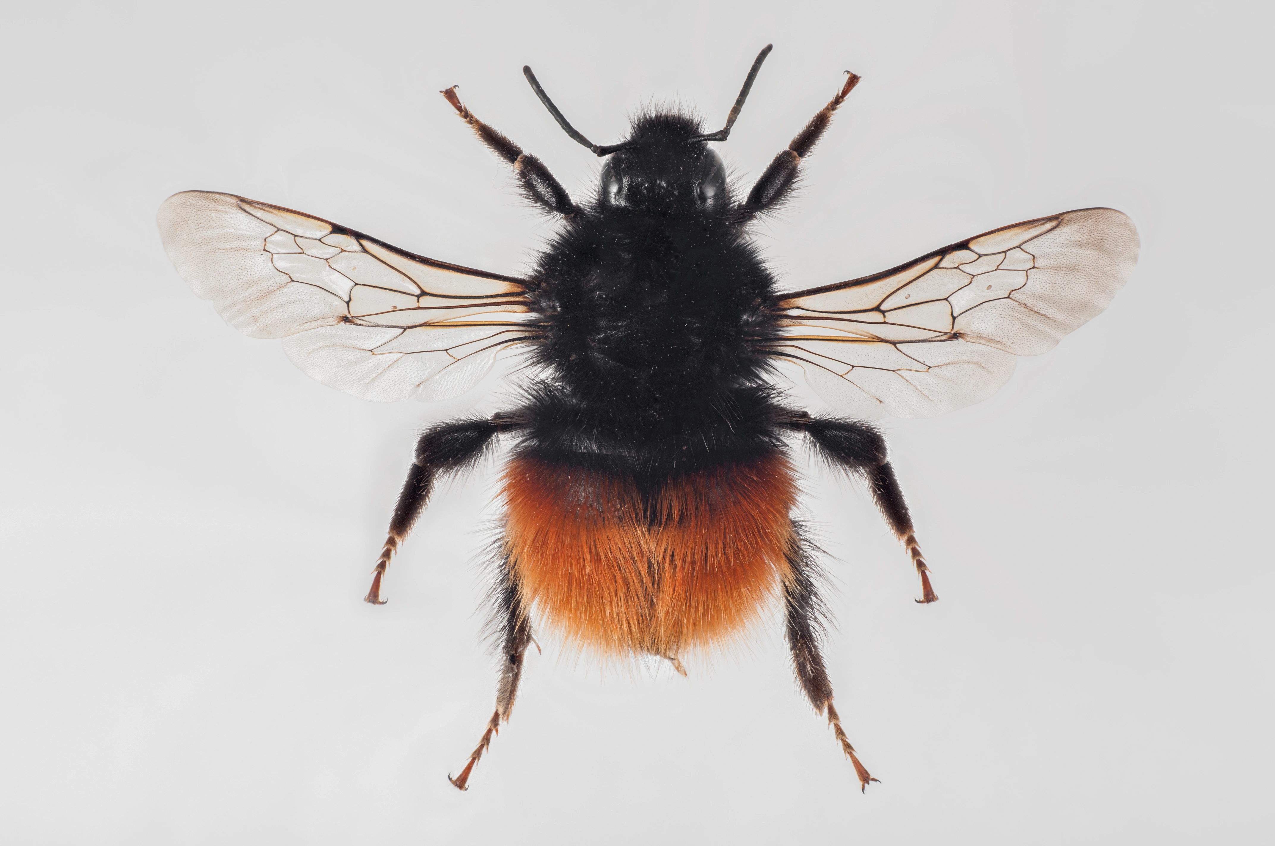 : Bombus monticola.