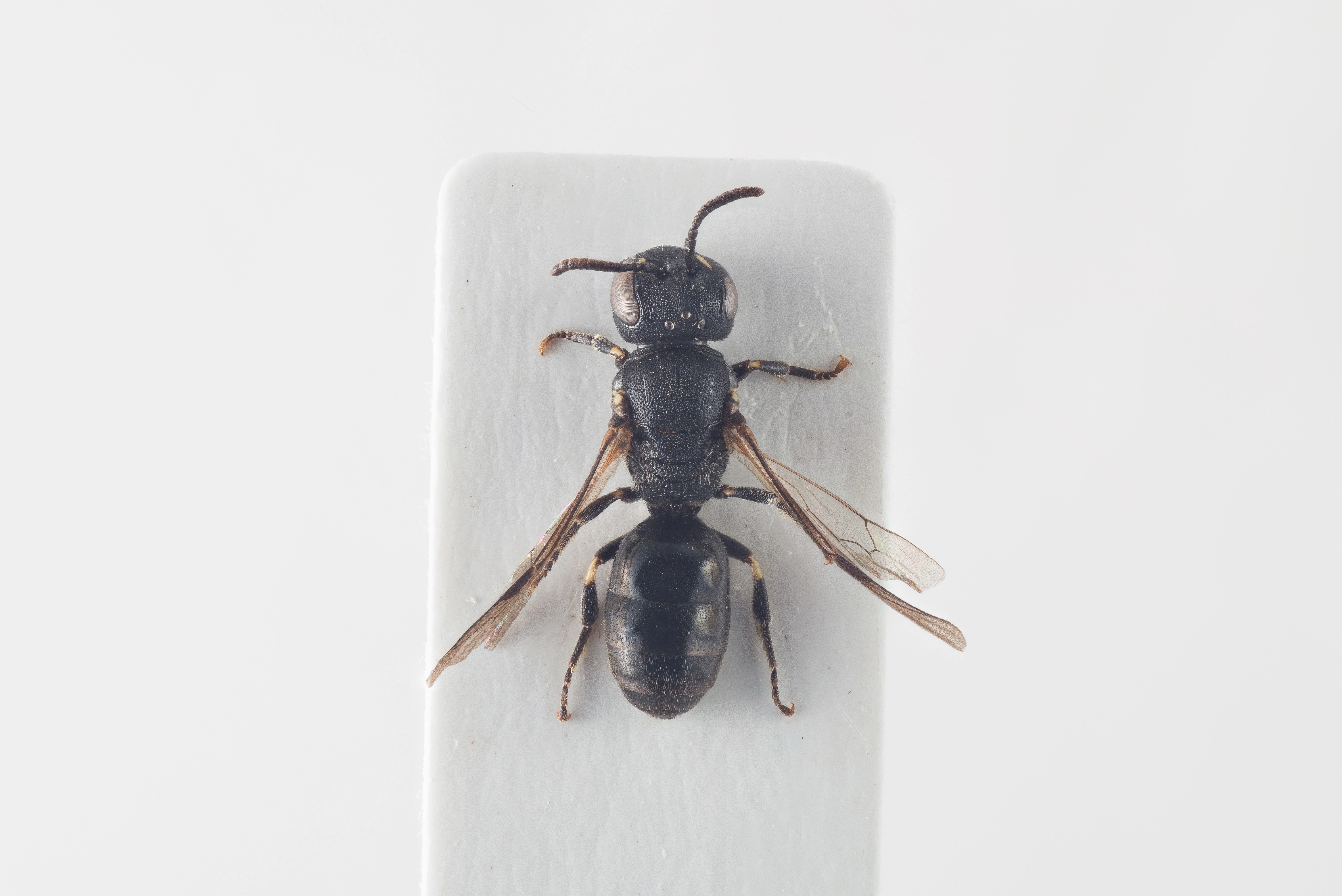 : Hylaeus brevicornis.