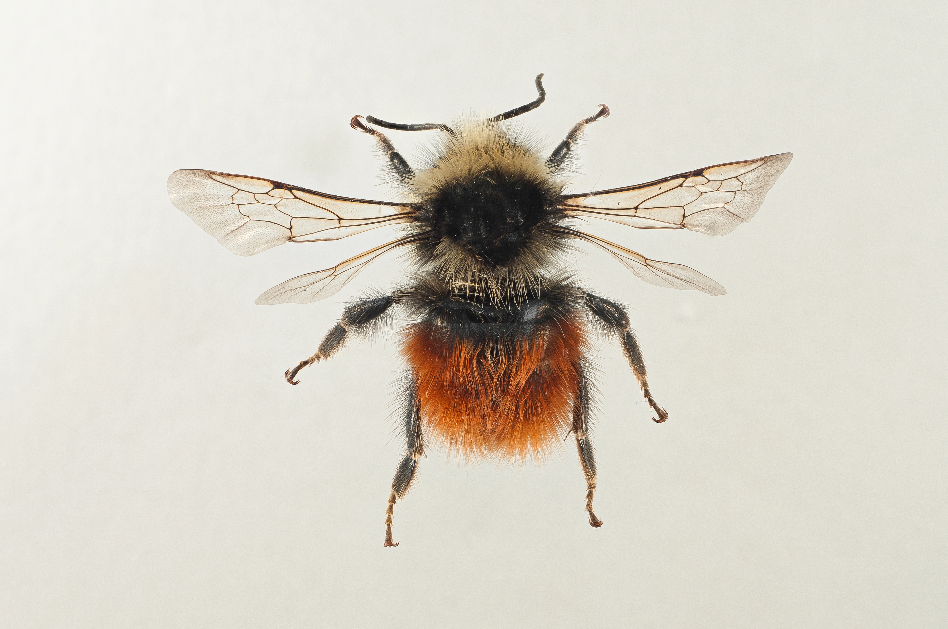 : Bombus monticola.