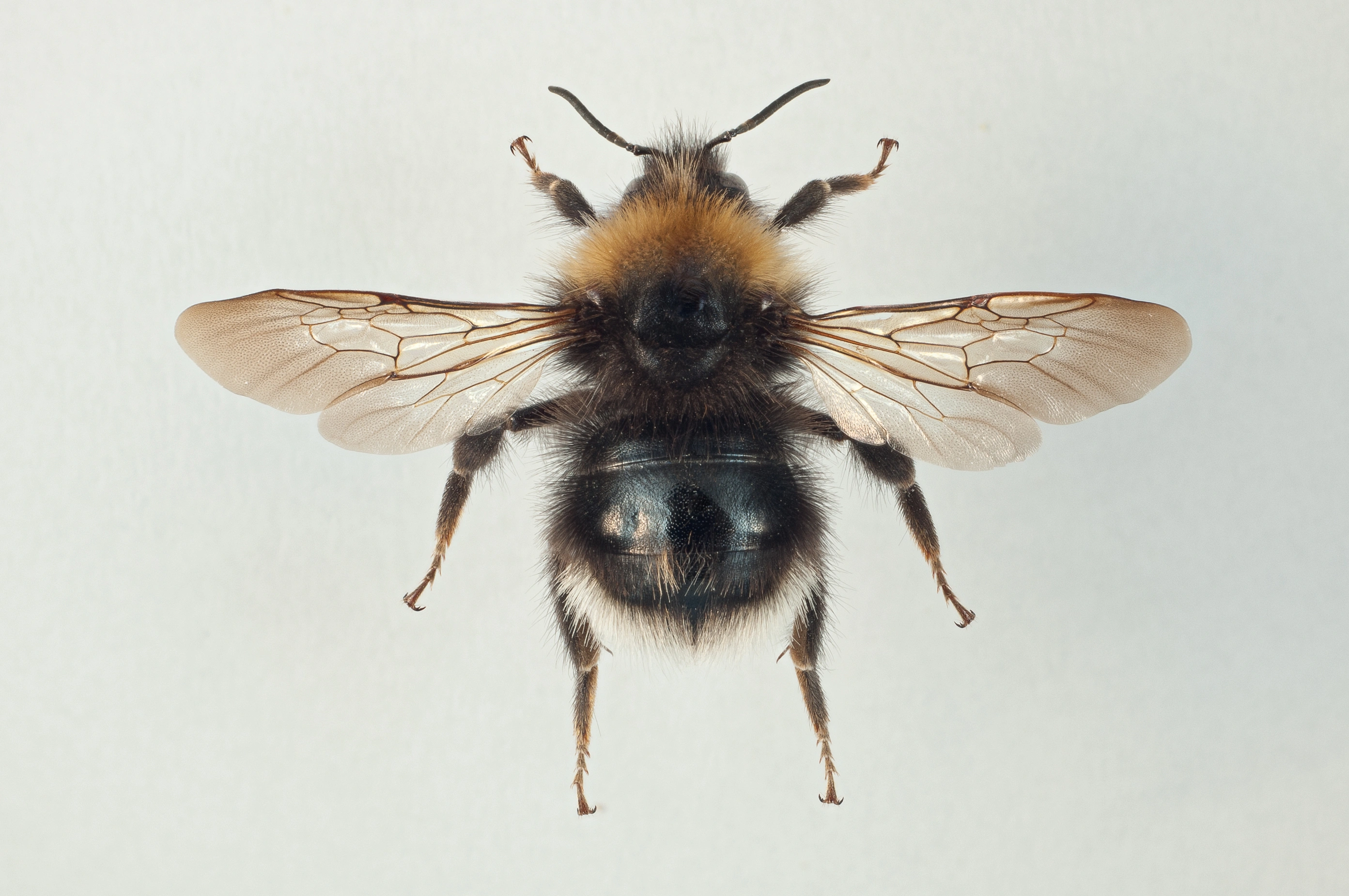 : Bombus sylvestris.