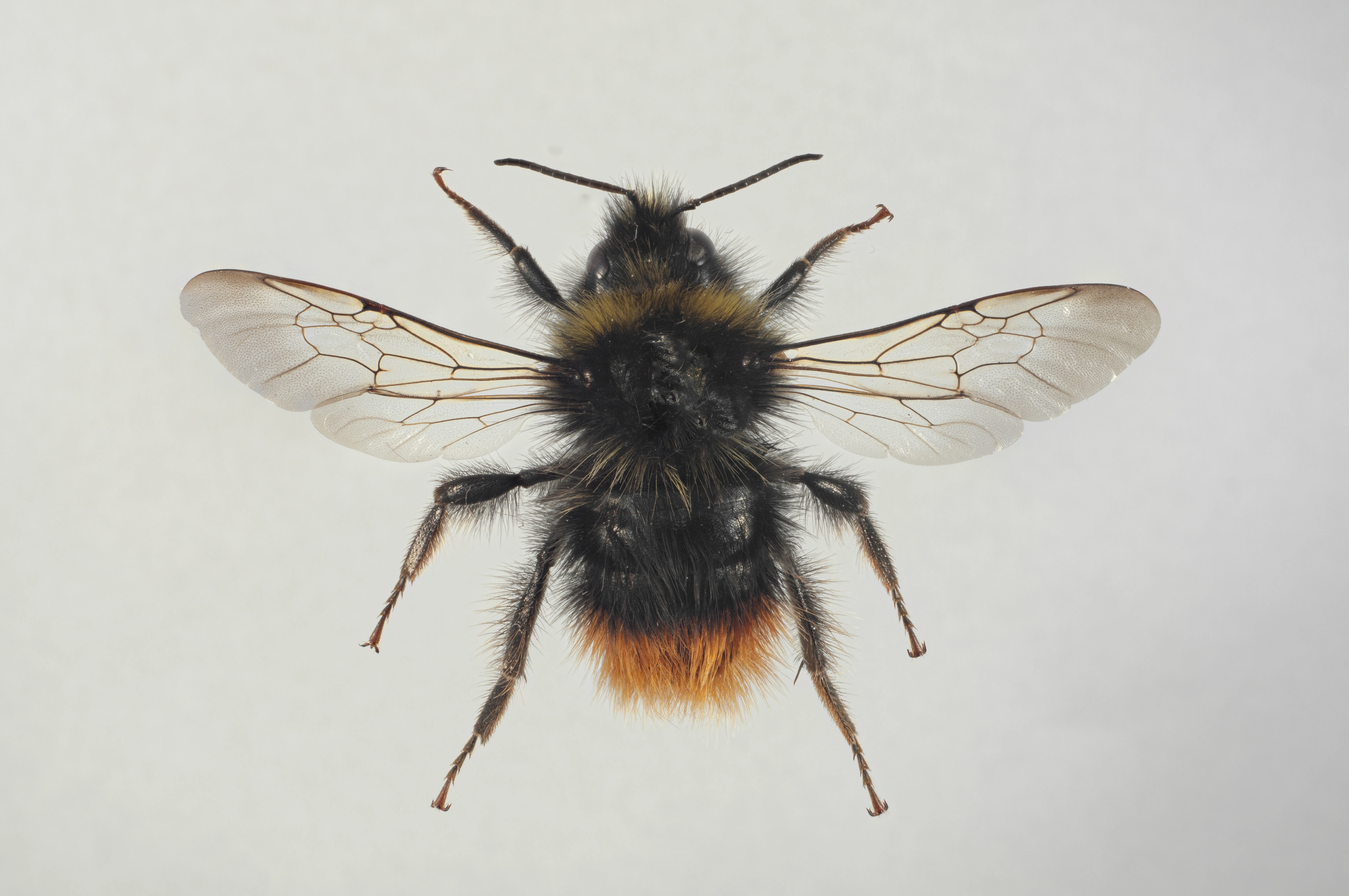 : Bombus wurflenii.