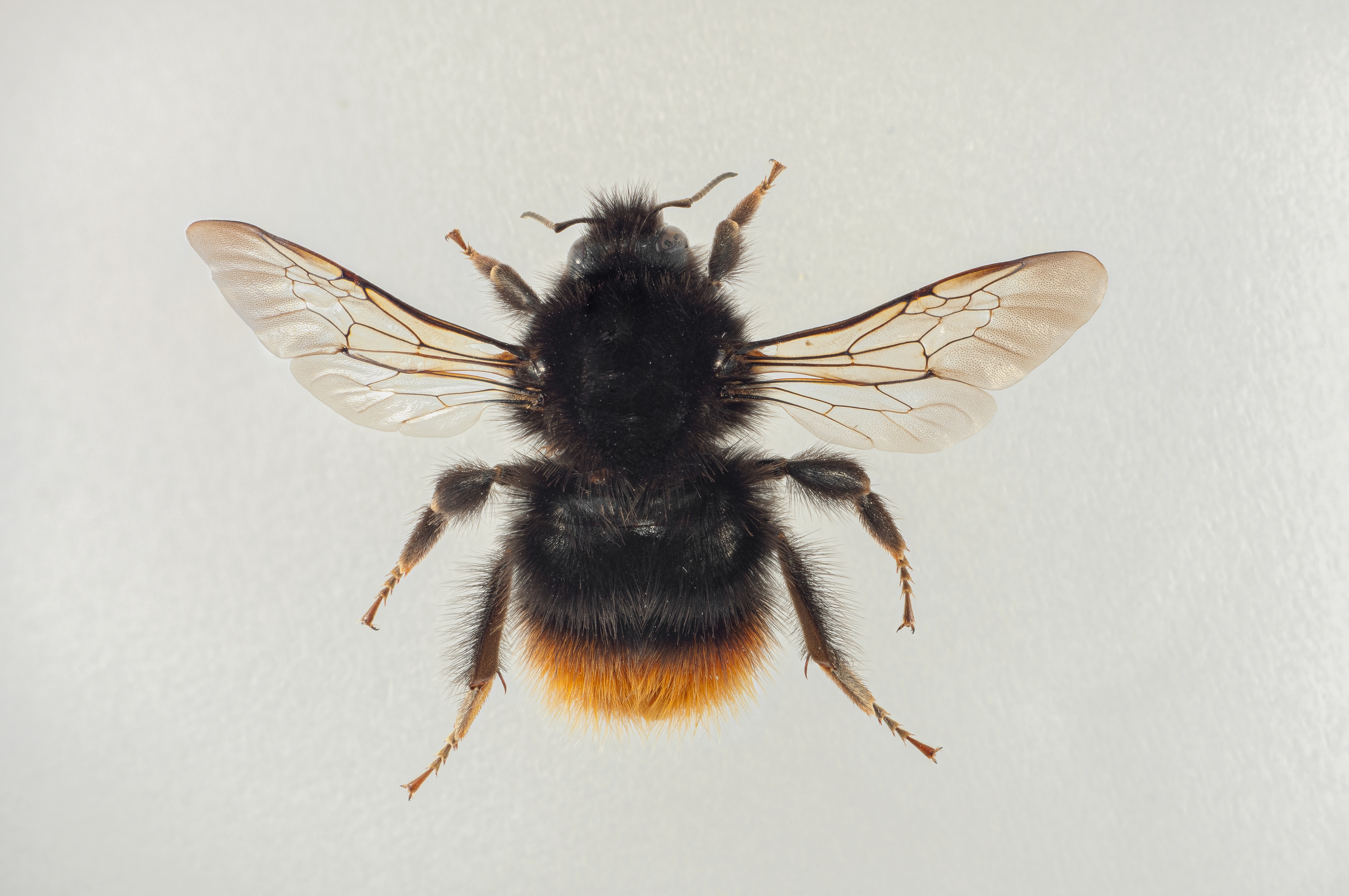 : Bombus (Alpigenobombus) wurflenii.