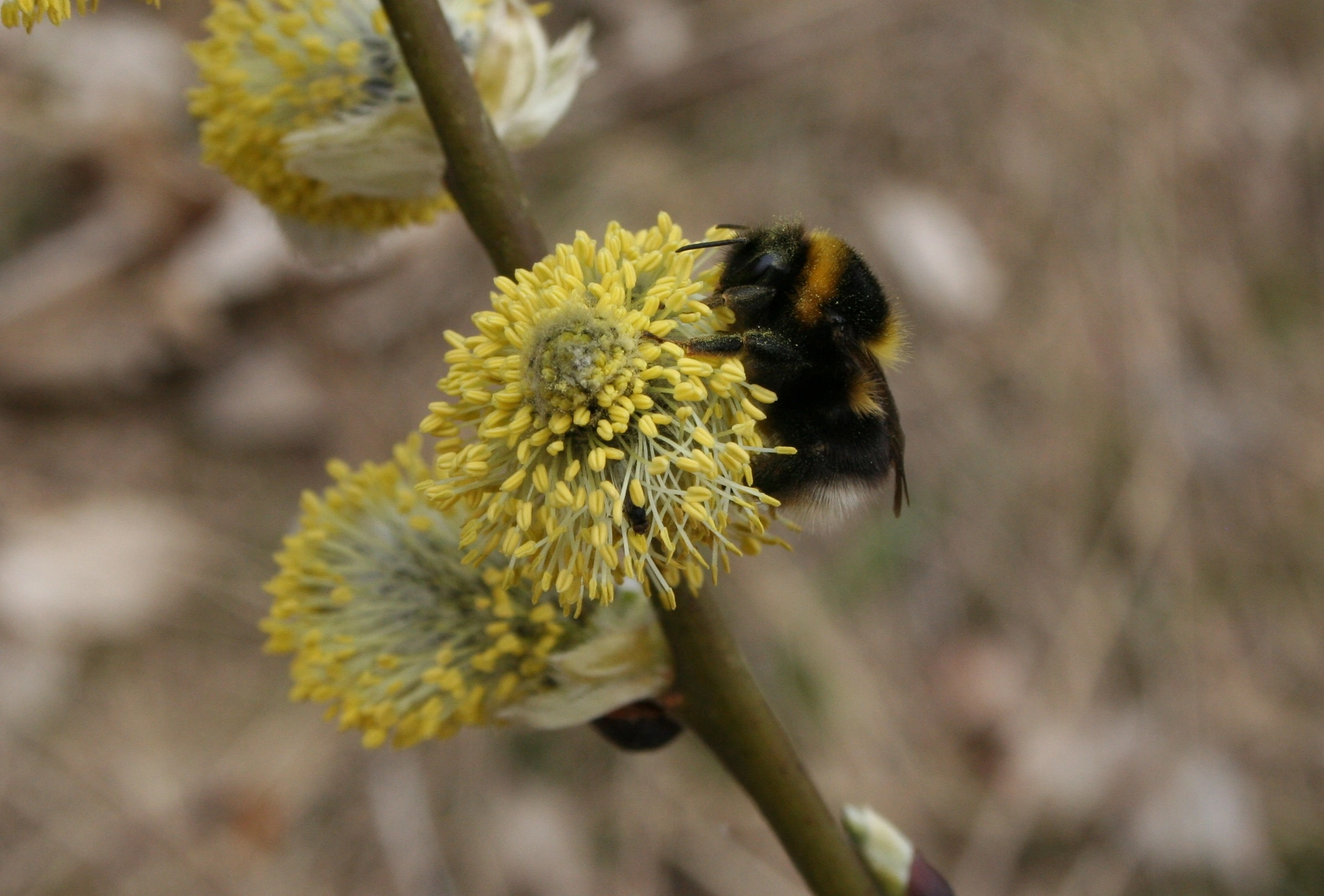 : Bombus jonellus.