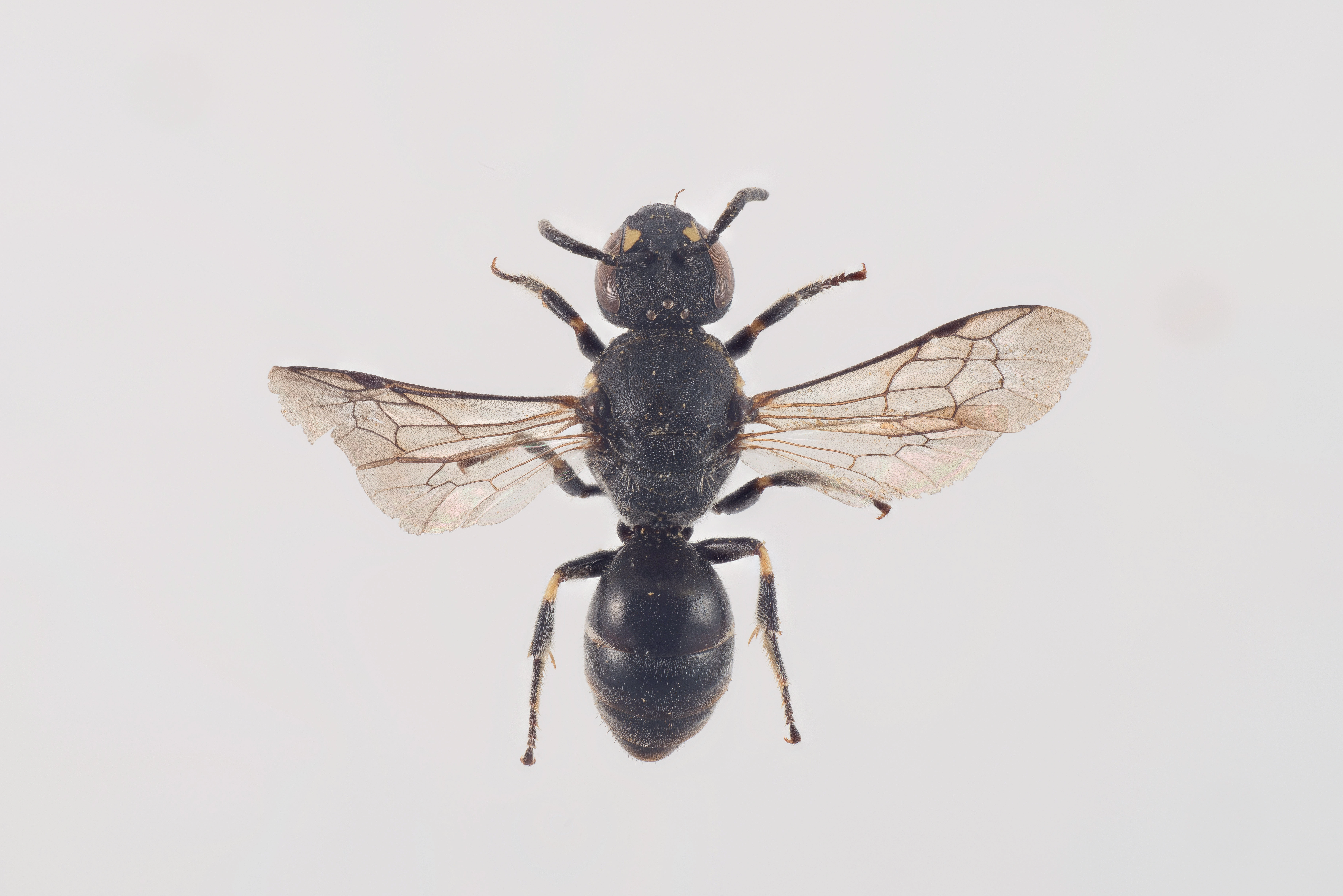 : Hylaeus confusus.