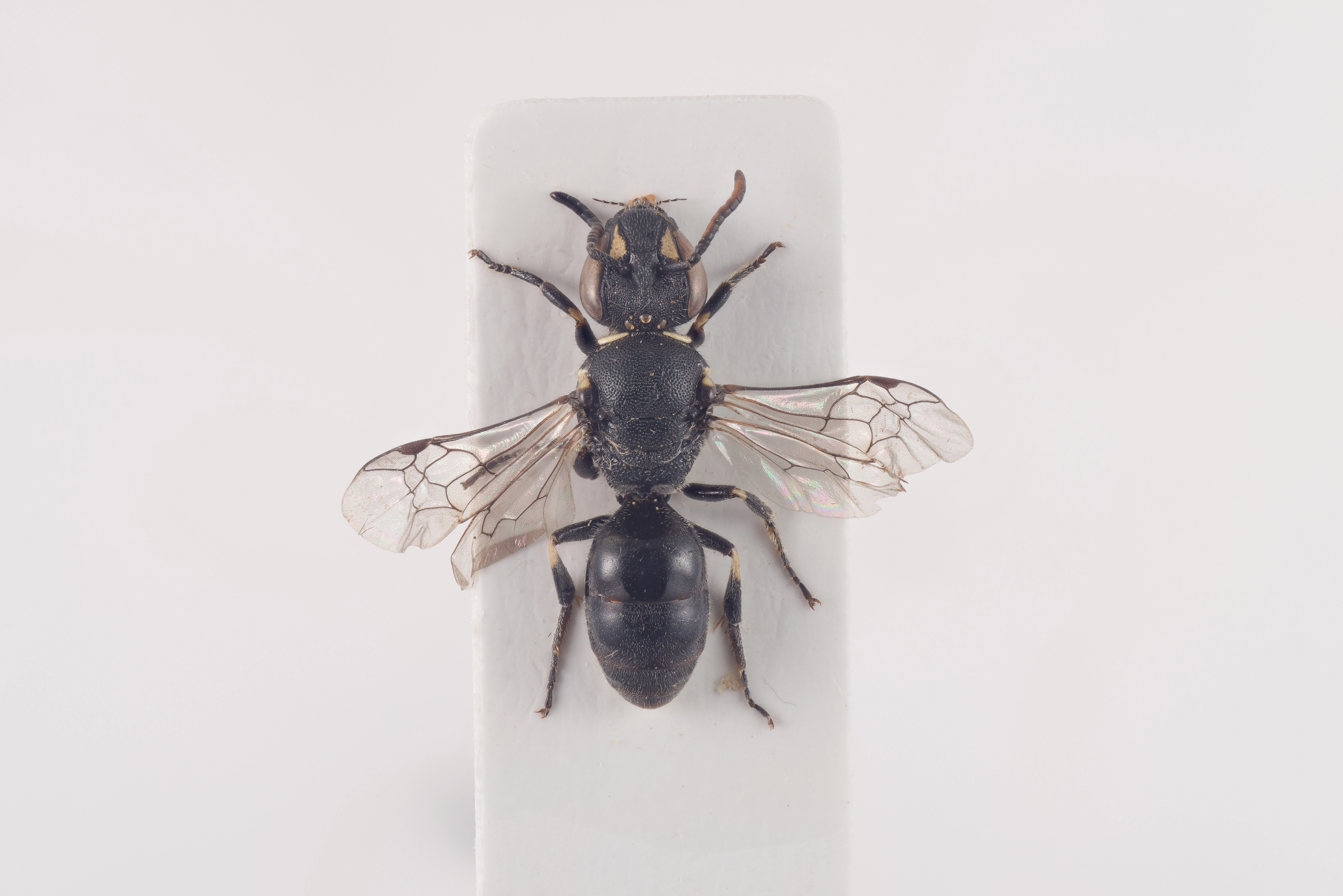 : Hylaeus hyalinatus.