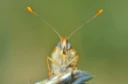 : Melitaea cinxia.