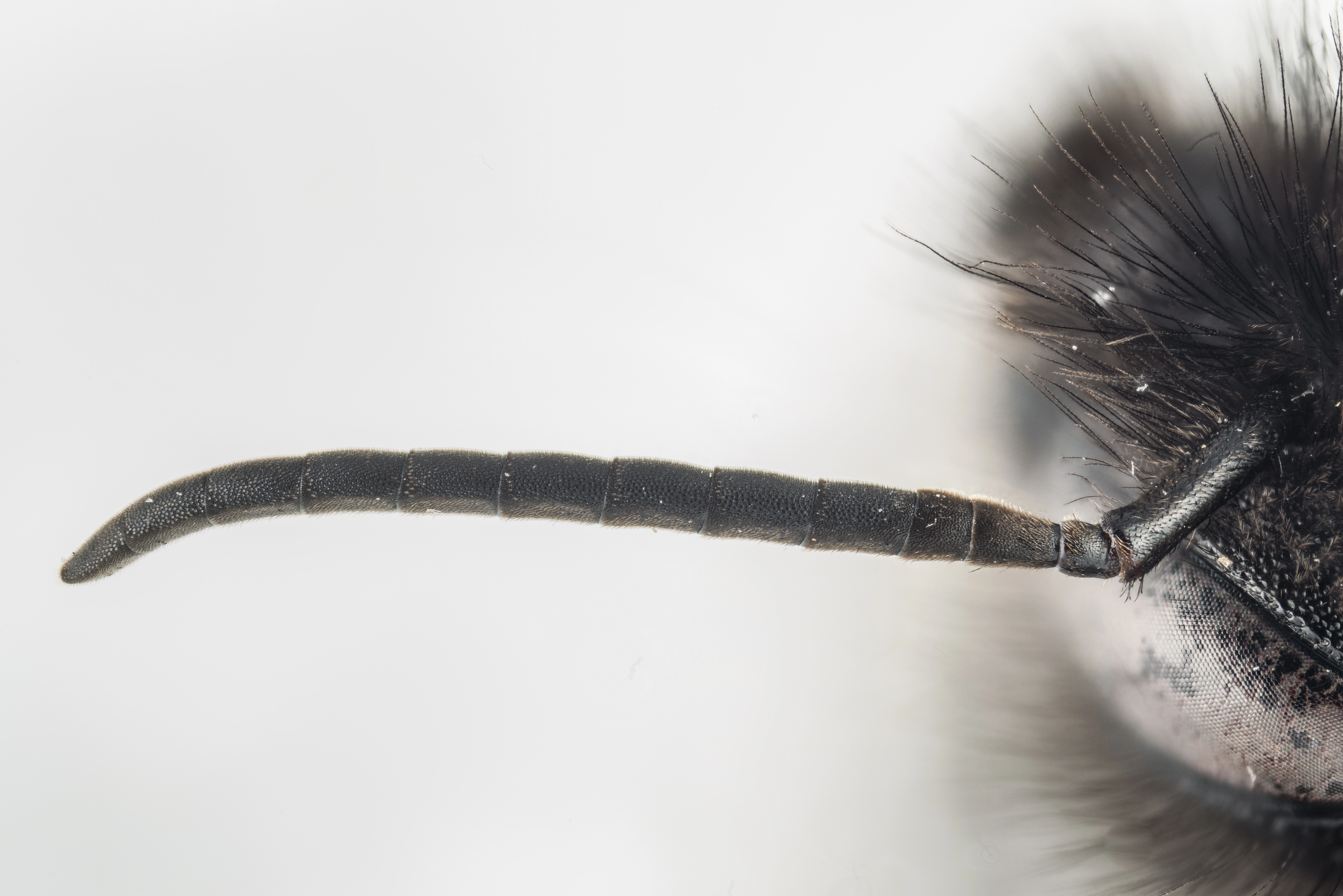 : Bombus (Psithyrus) sylvestris.