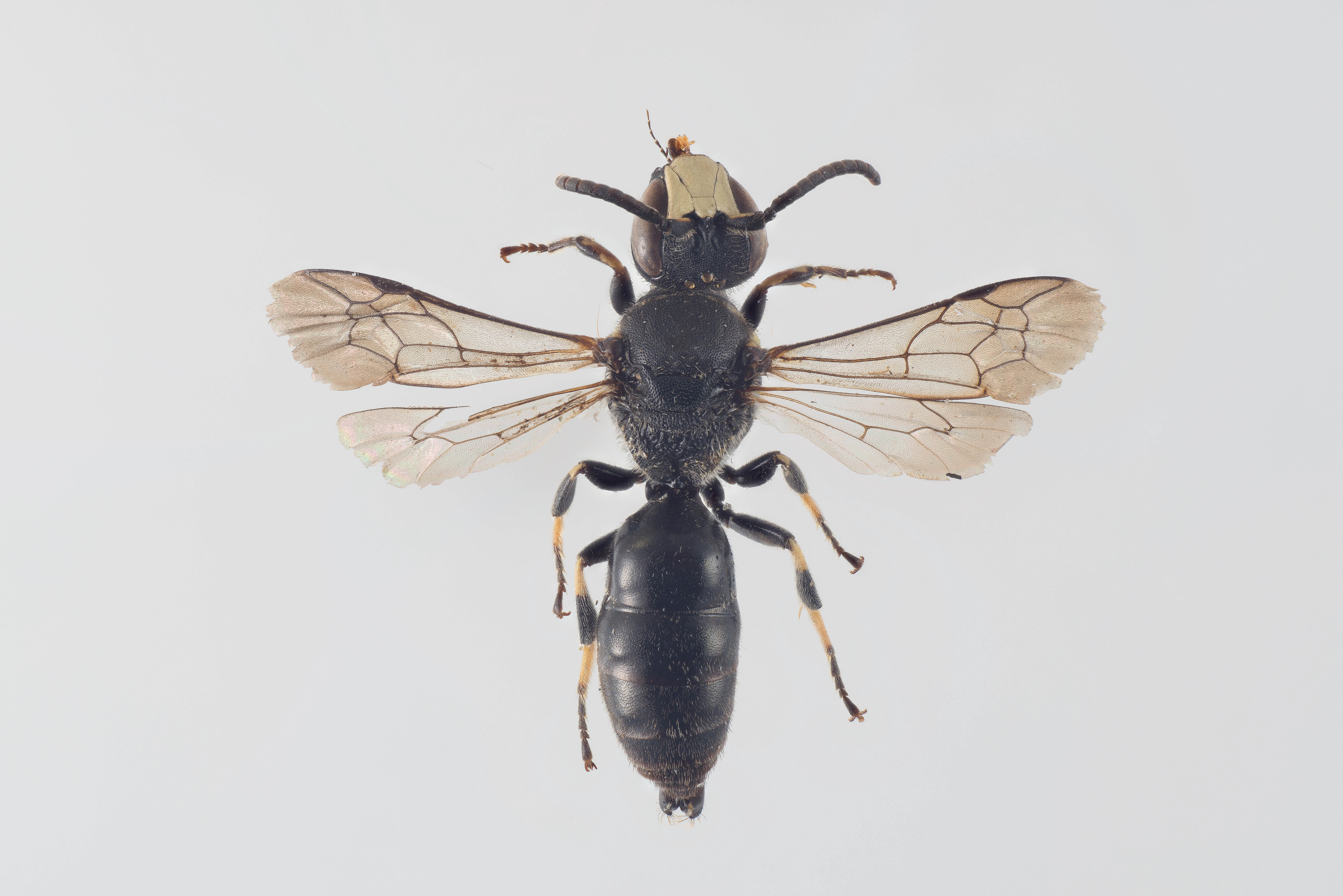 : Hylaeus incongruus.