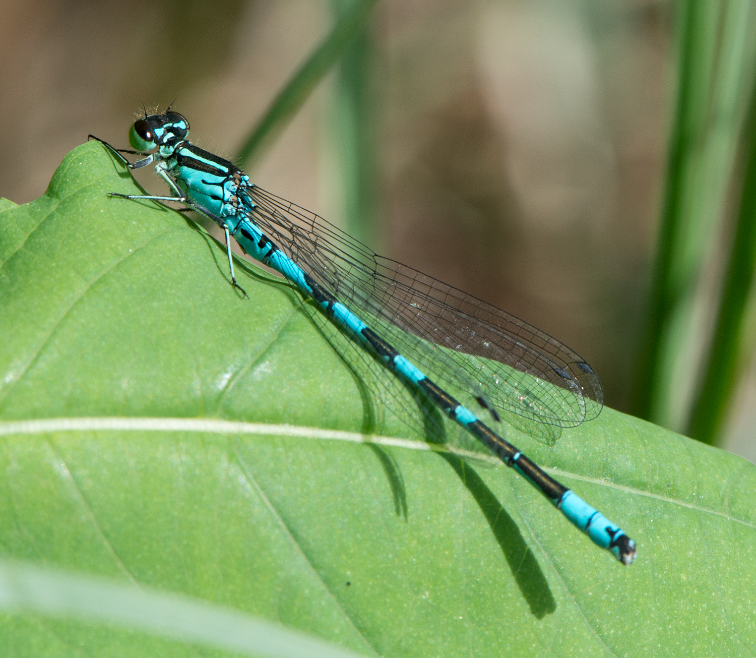 : Coenagrion hastulatum.