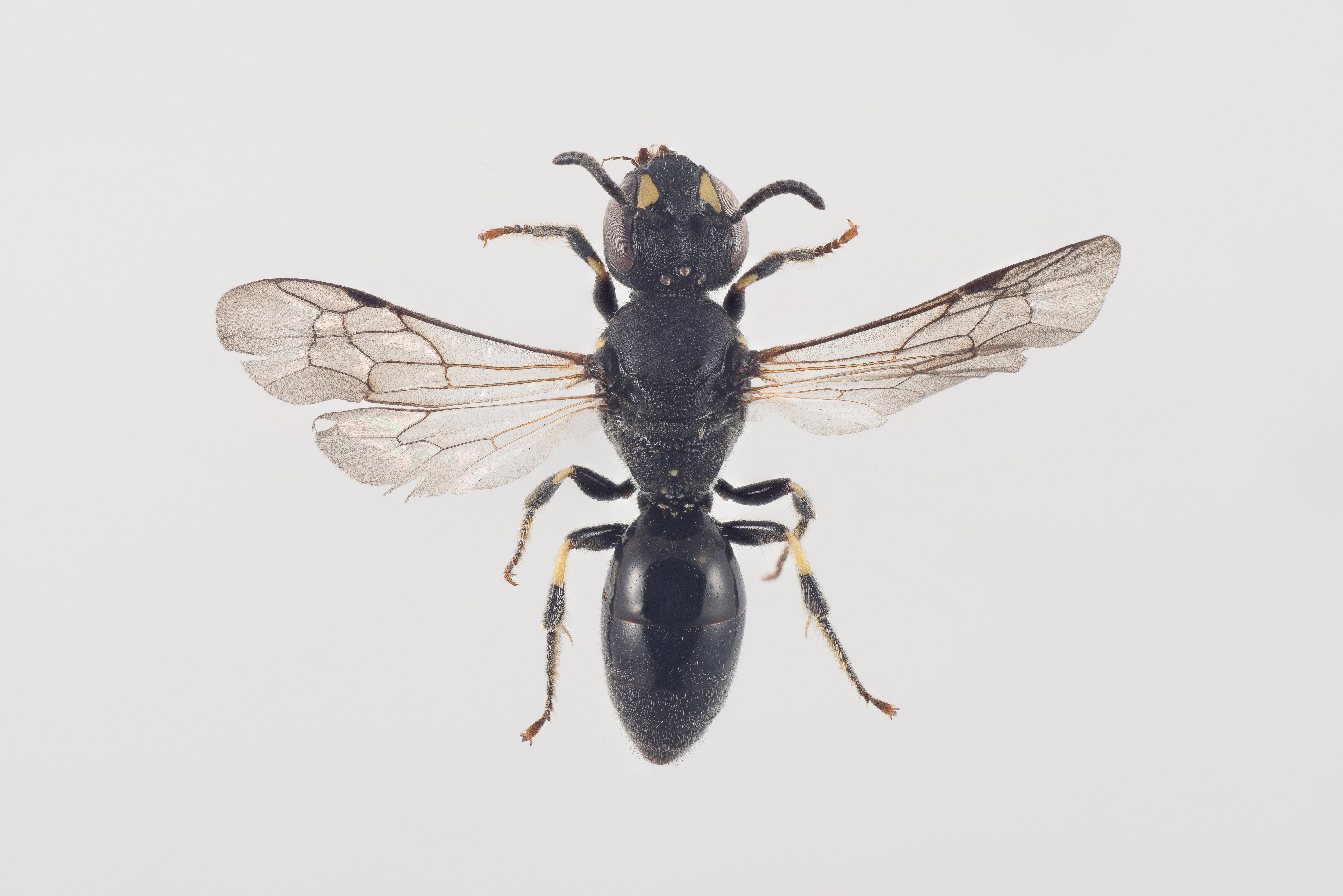 : Hylaeus pectoralis.