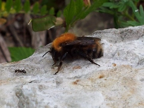 : Bombus (Thoracobombus) humilis.