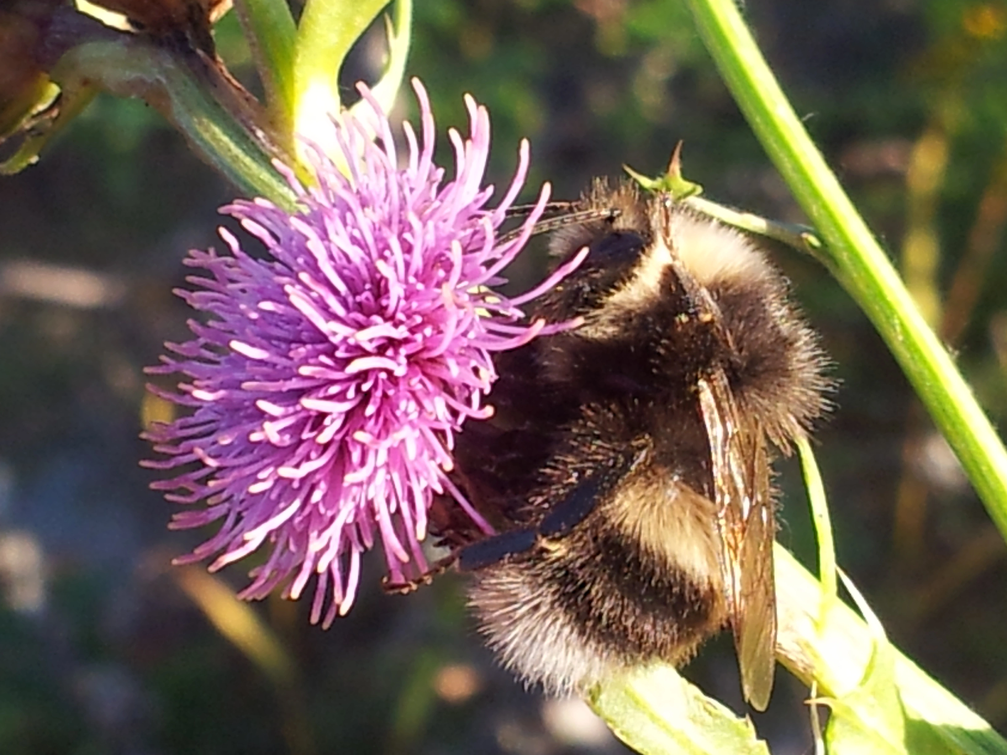 : Bombus lucorum.