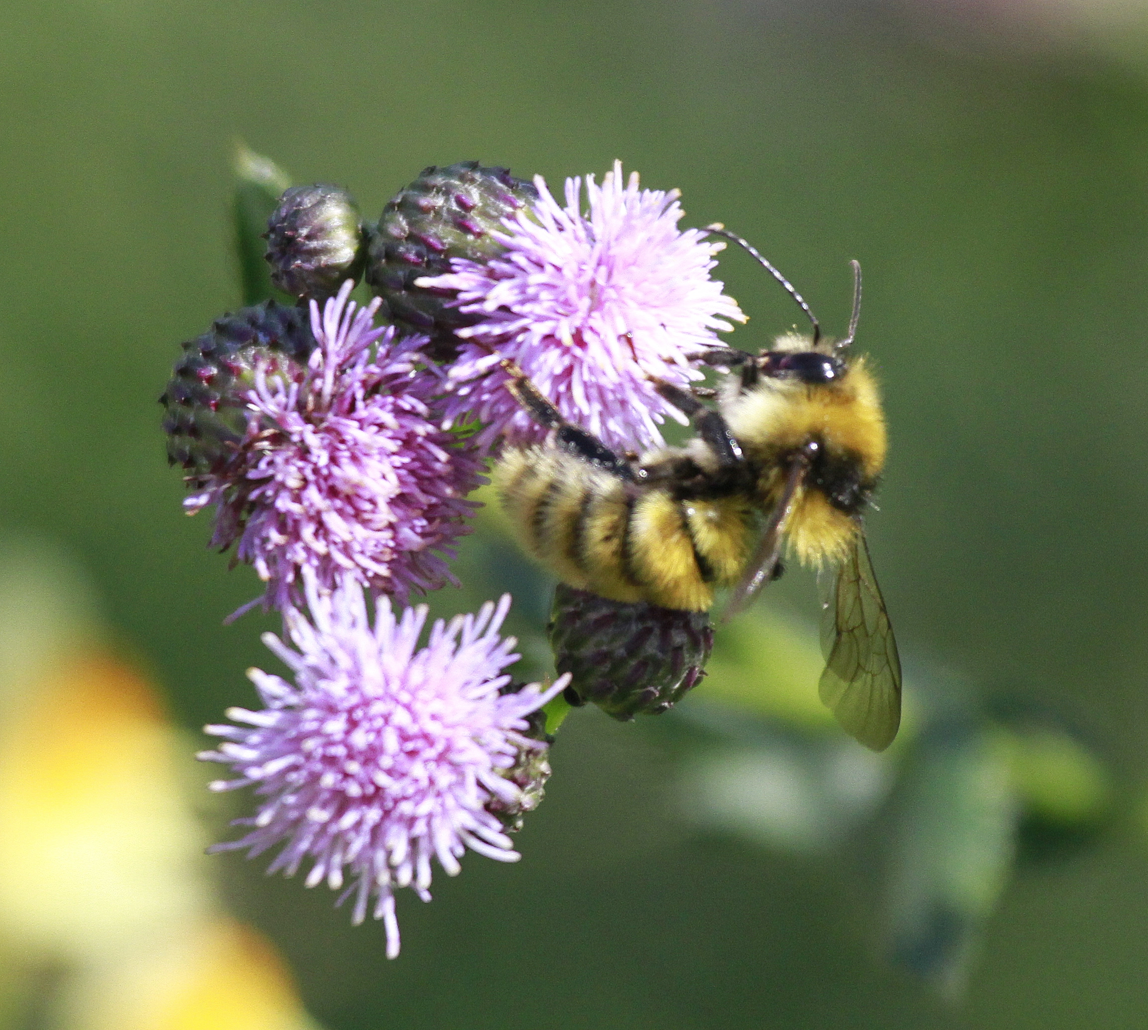 : Bombus (Subterraneobombus) distinguendus.