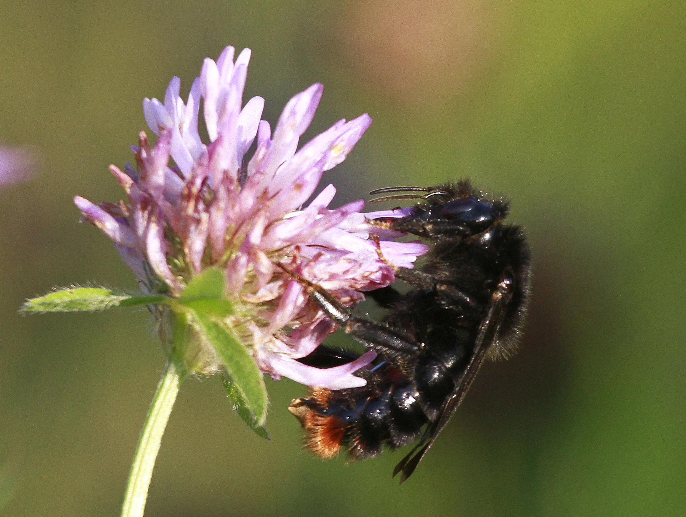 : Bombus rupestris.