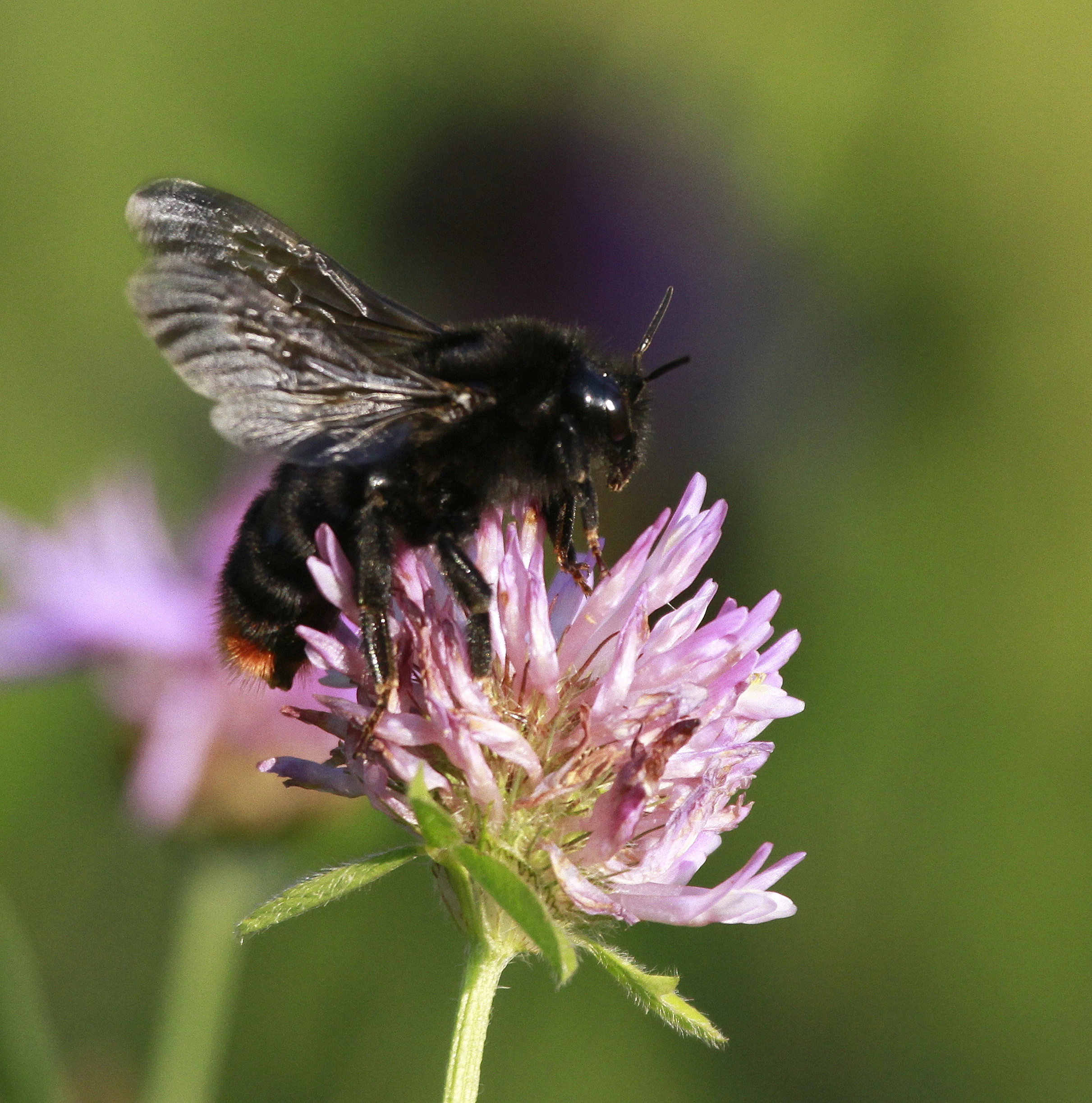 : Bombus rupestris.