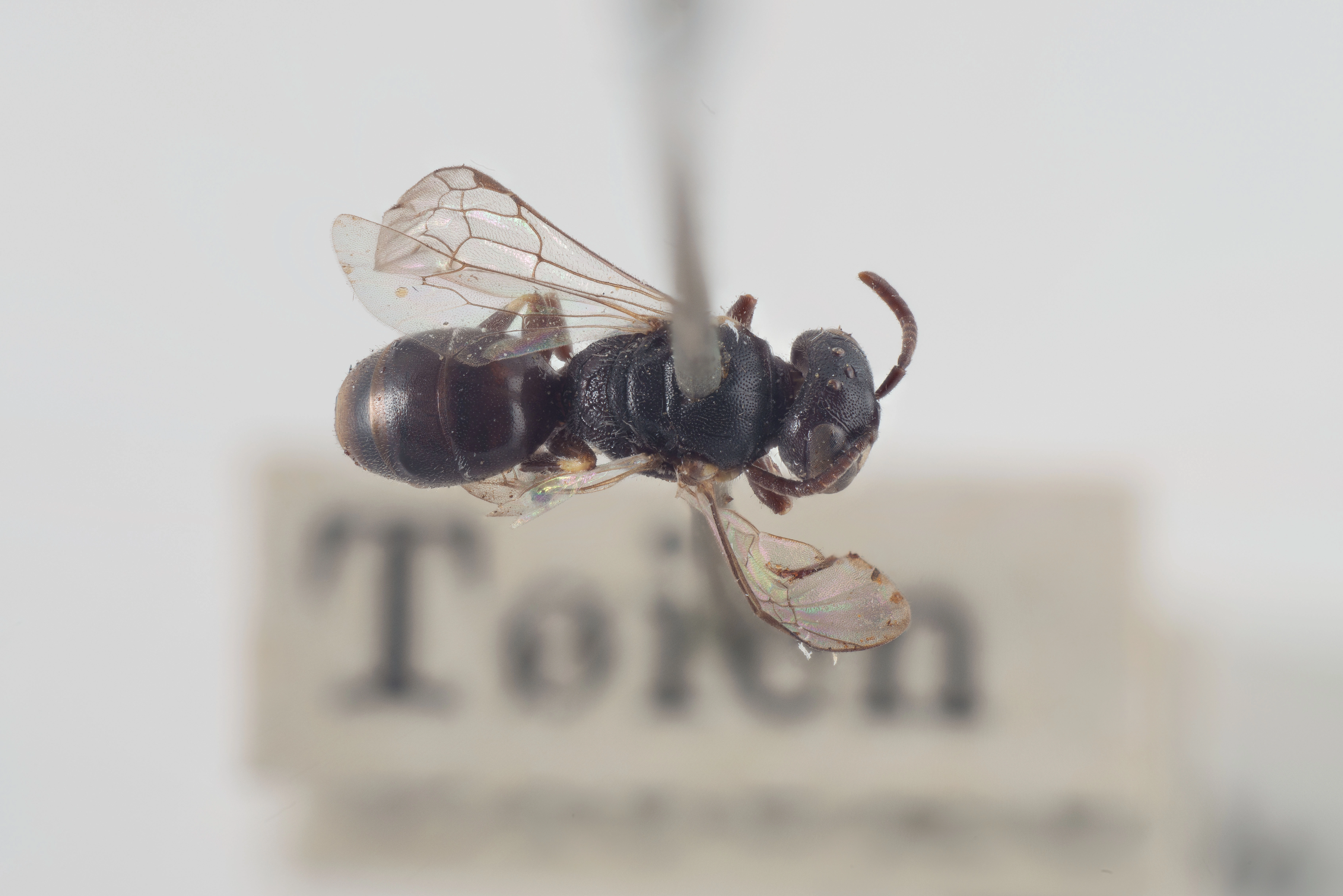 : Hylaeus pictipes.